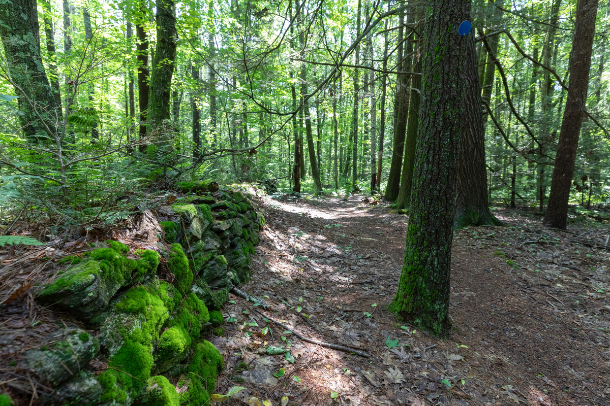 A rockwall covered in moss in the middle of a forest.