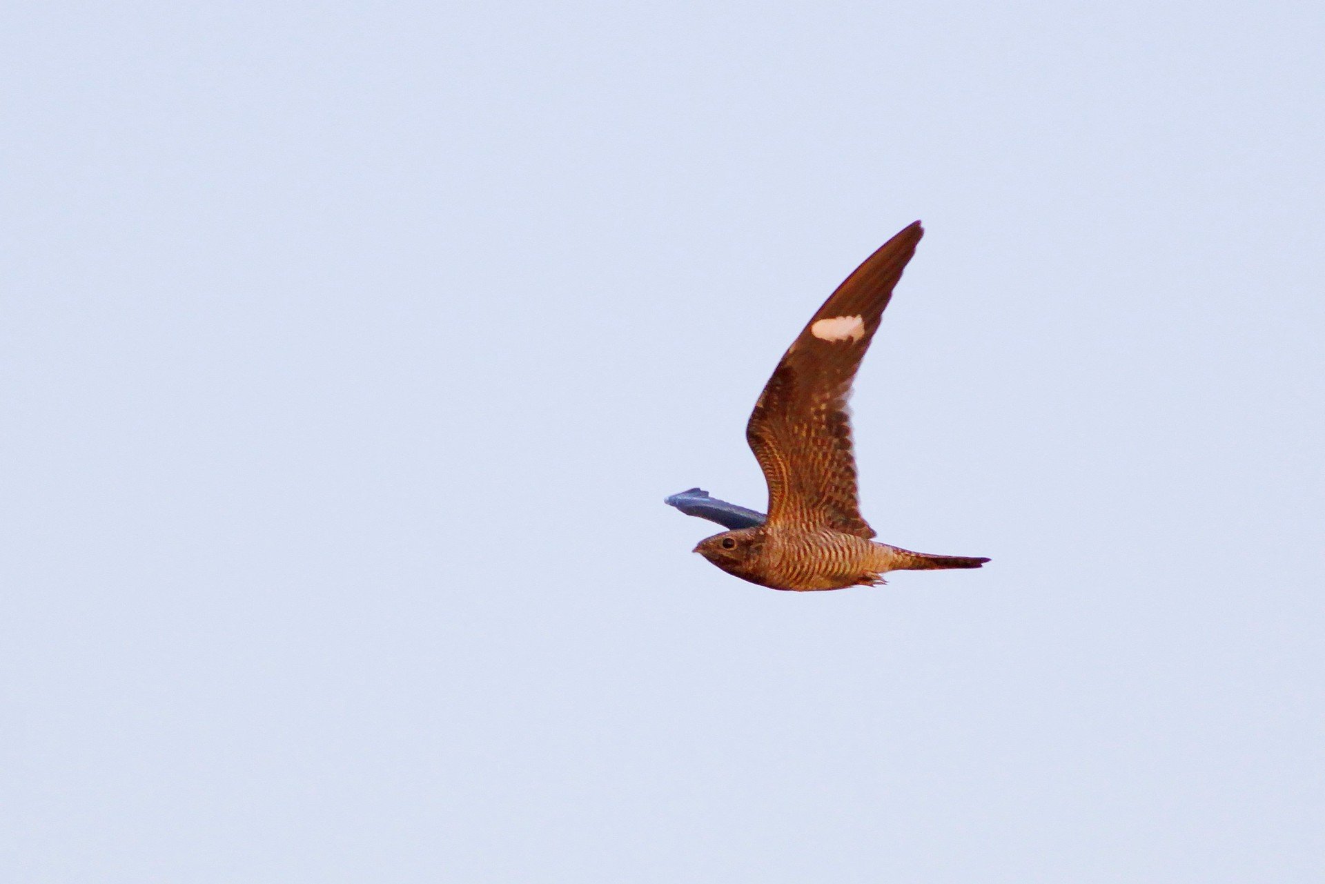 bird in flight