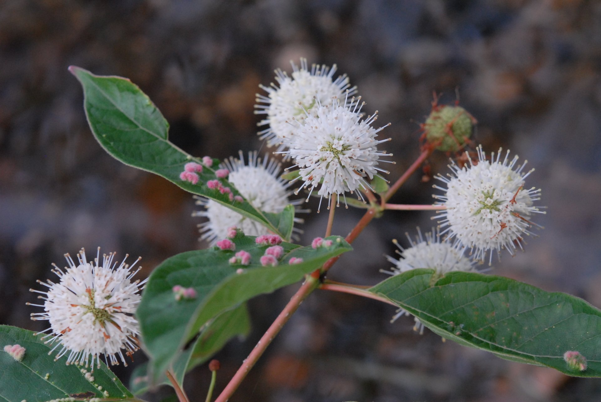 close up of plant with white puffy flowers