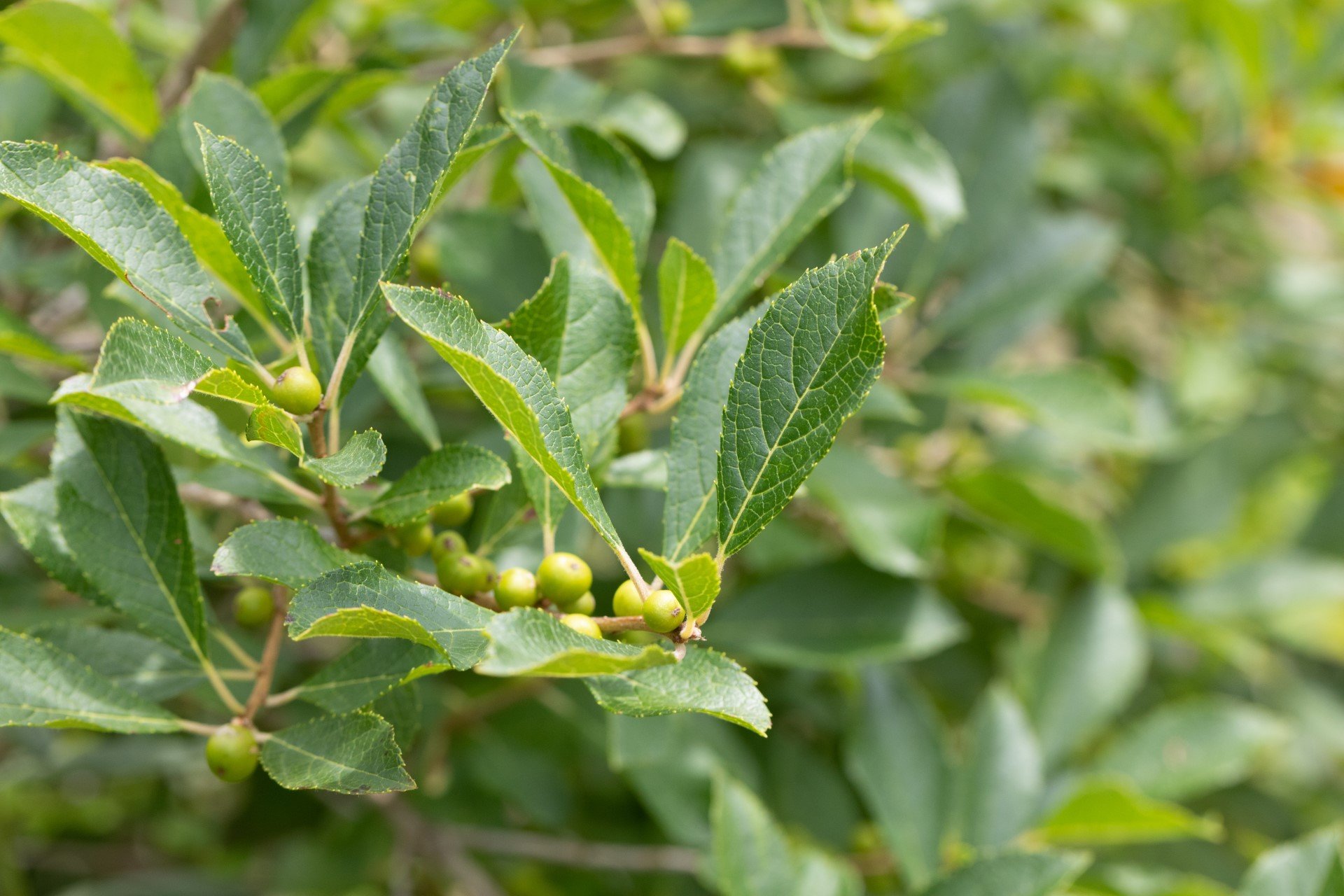 Close up of winterberry leaves