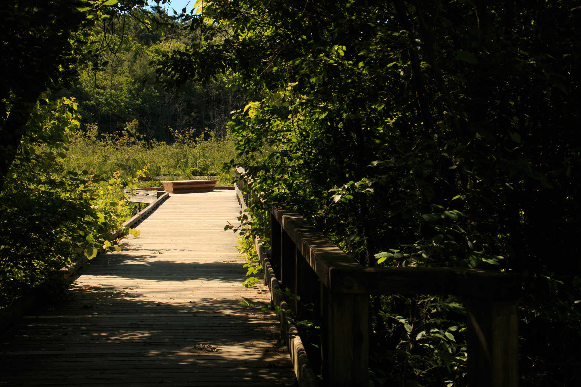 Boardwalk on the All Persons Trail under tree cover