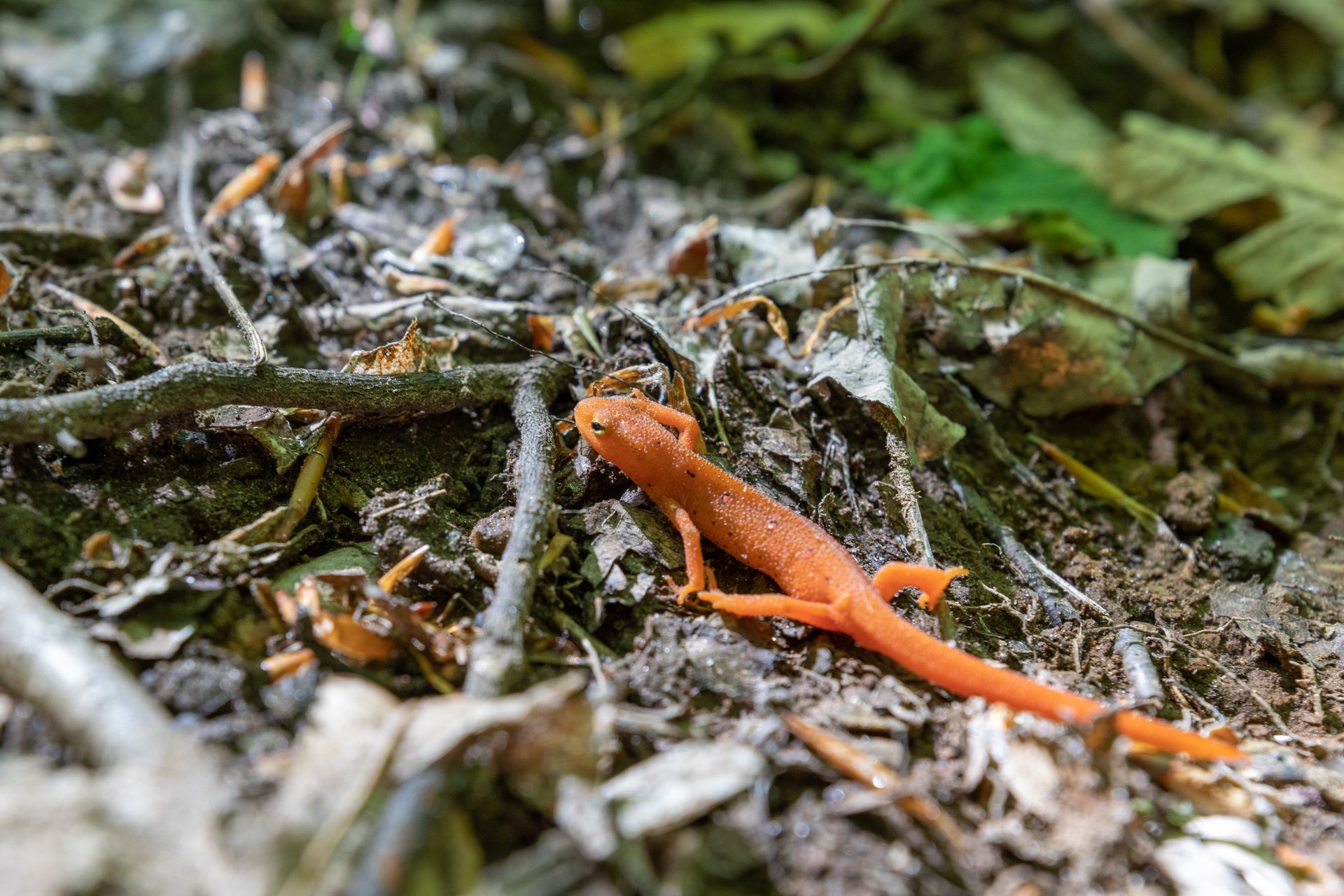 red eft on the ground