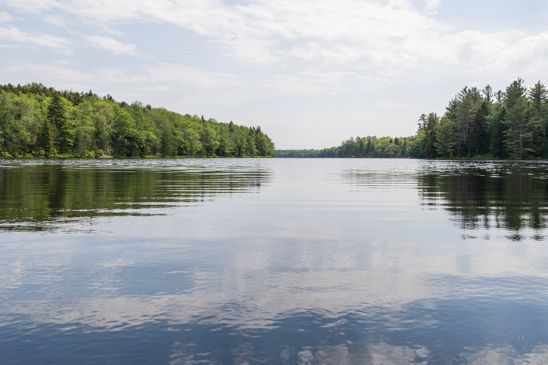 Pond with forest in distance