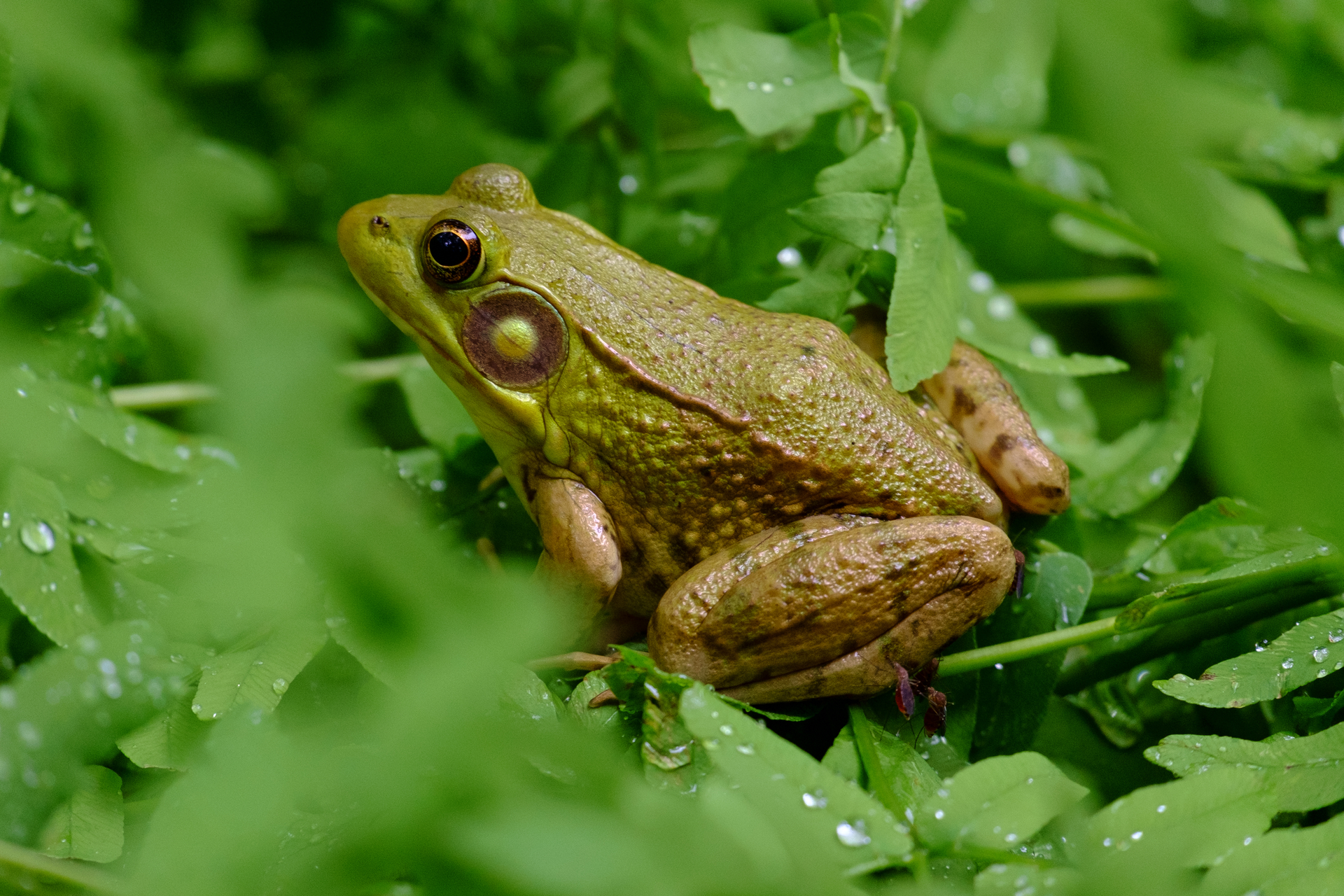 A green frog sitting on dewy leaves.