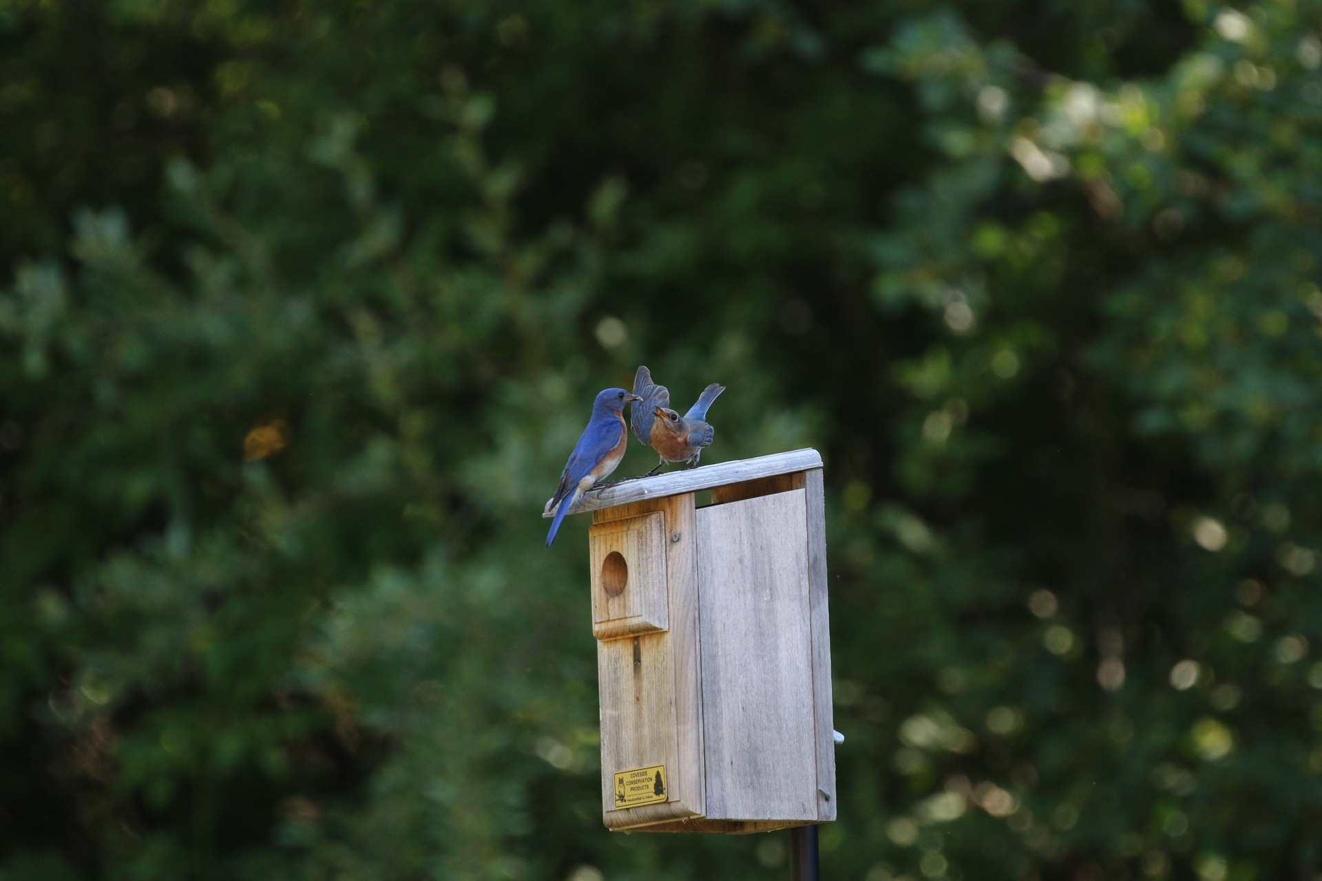 Two bluebirds sitting on top of birdhouse