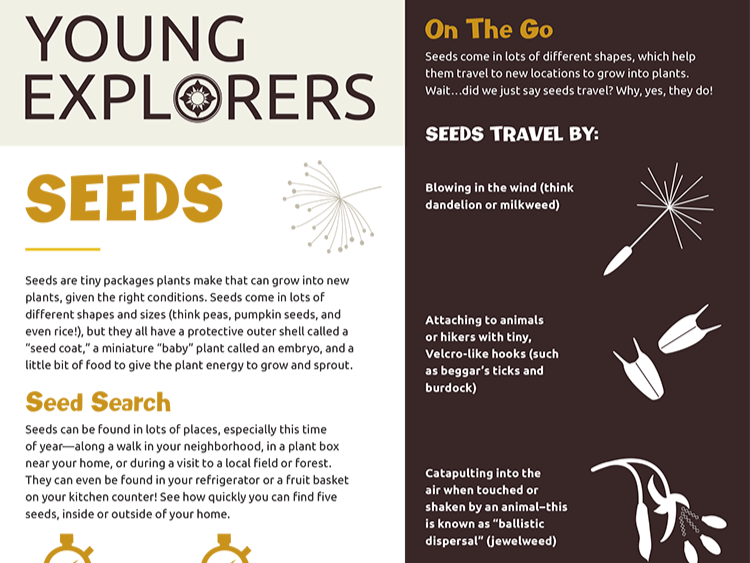 Young Explorers - Seeds activity page