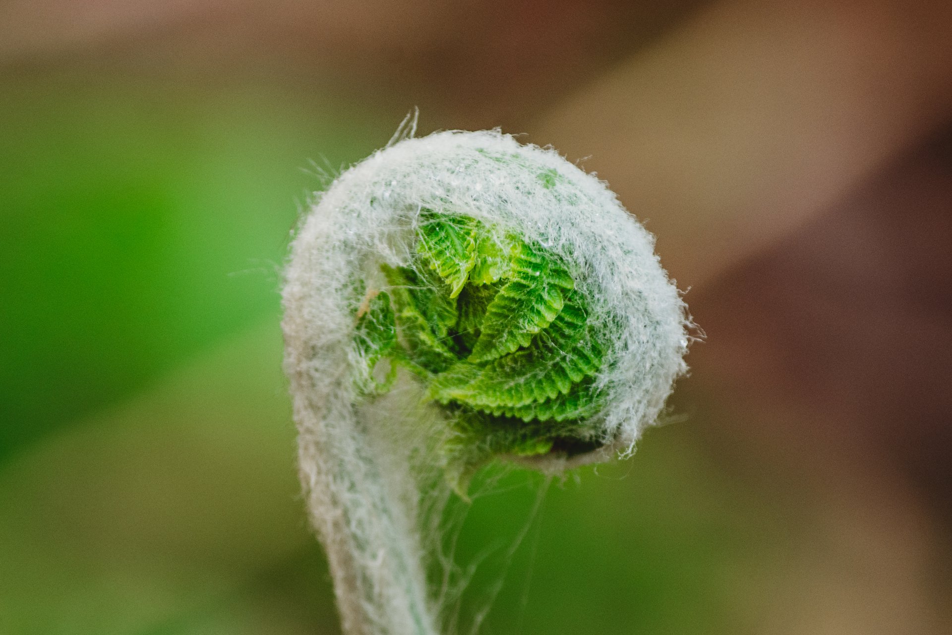 close up of unfolding fiddlehead