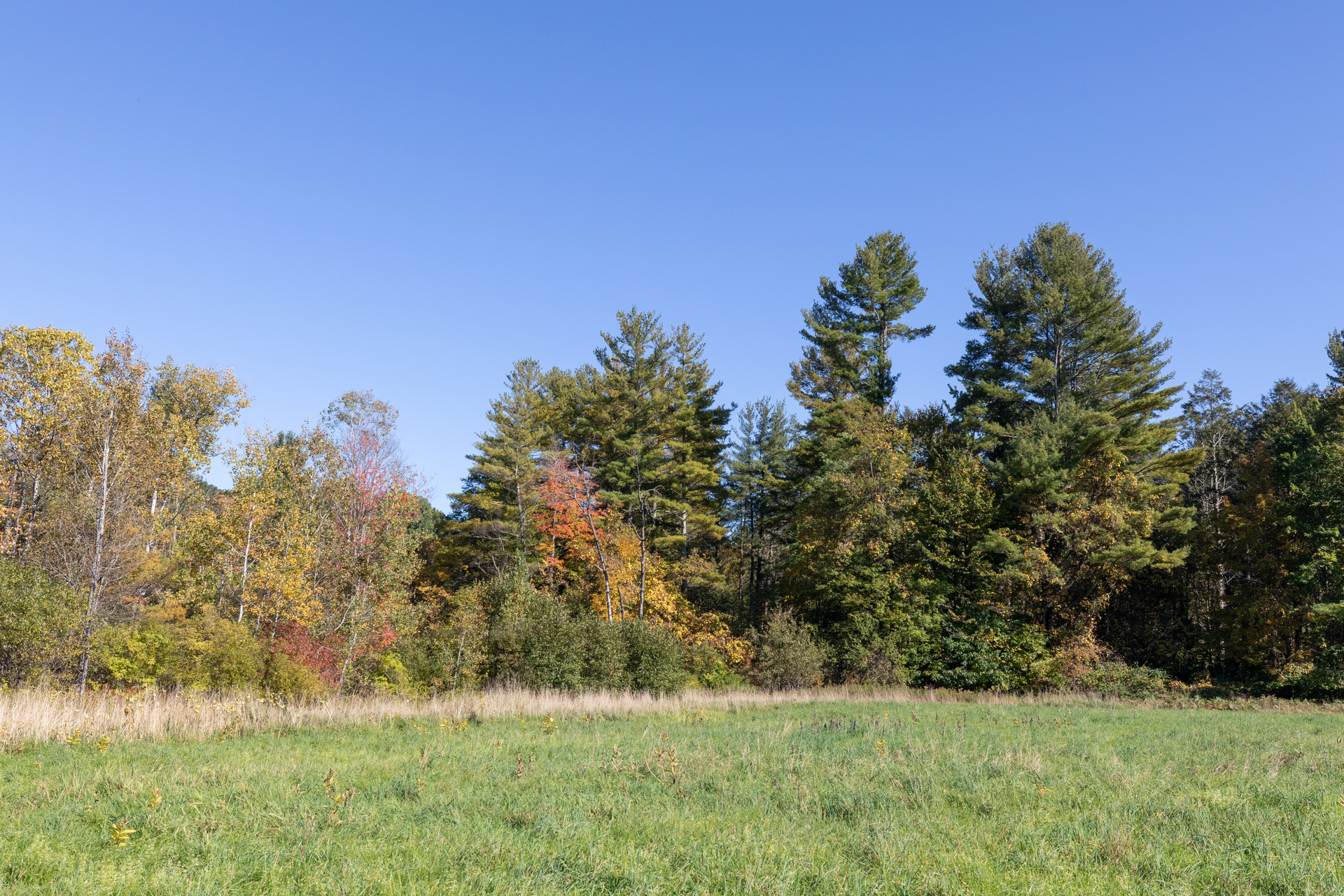 A meadow with tall pine trees in the back.