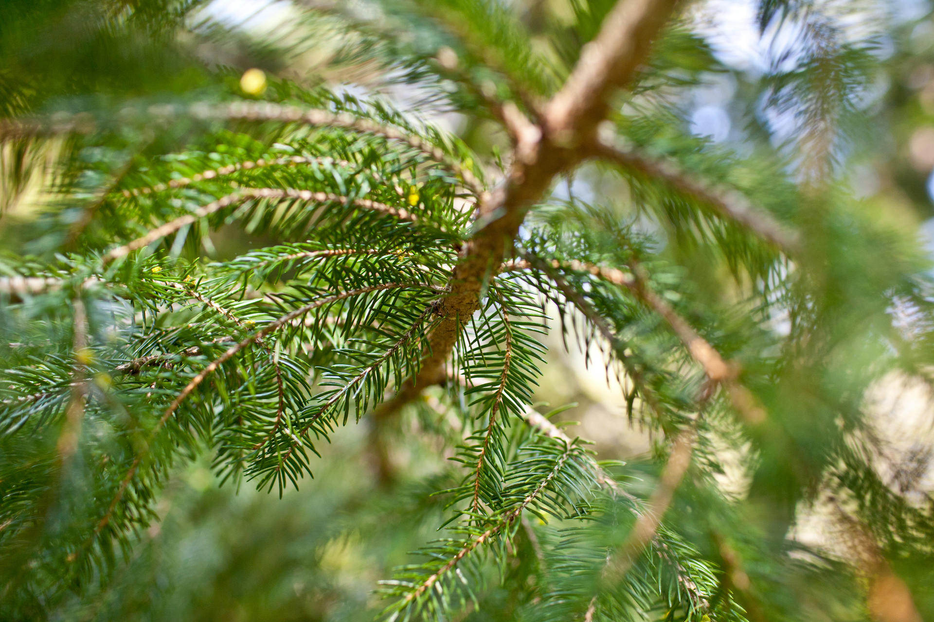 Close up on hemlock branch