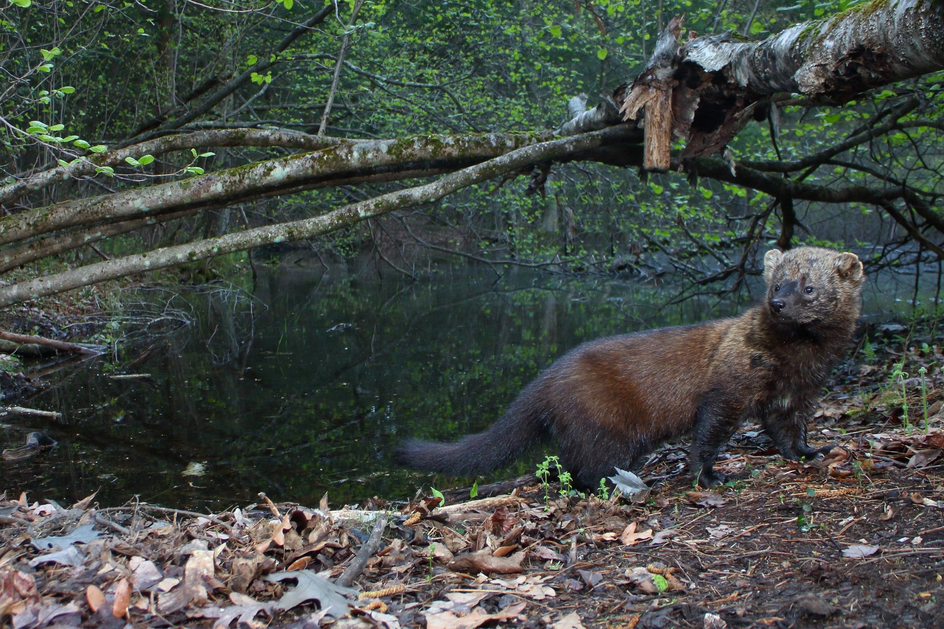 A fisher looks over its shoulder by the edge of water.