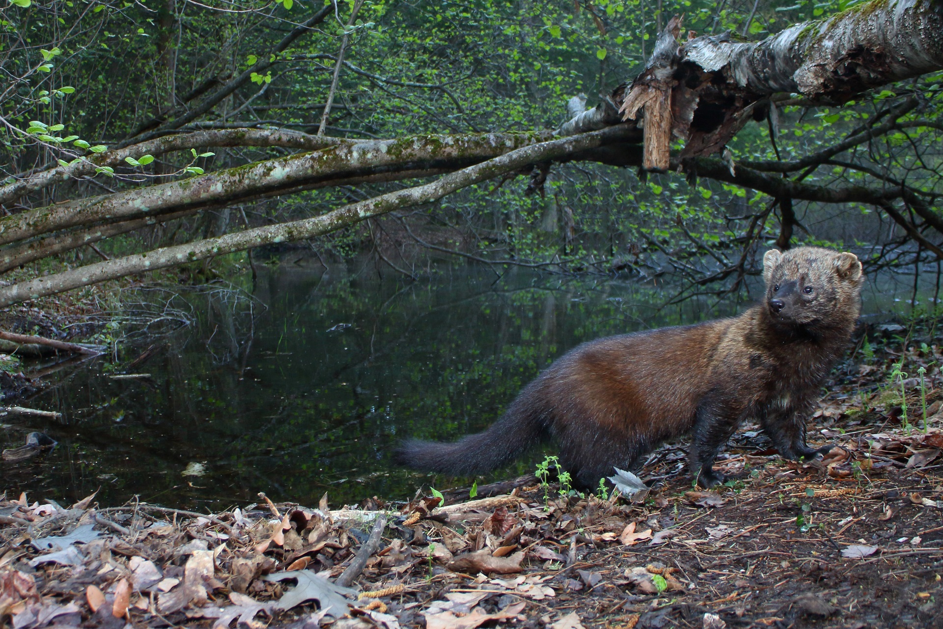 Ask A Question About Wildlife In Massachusetts