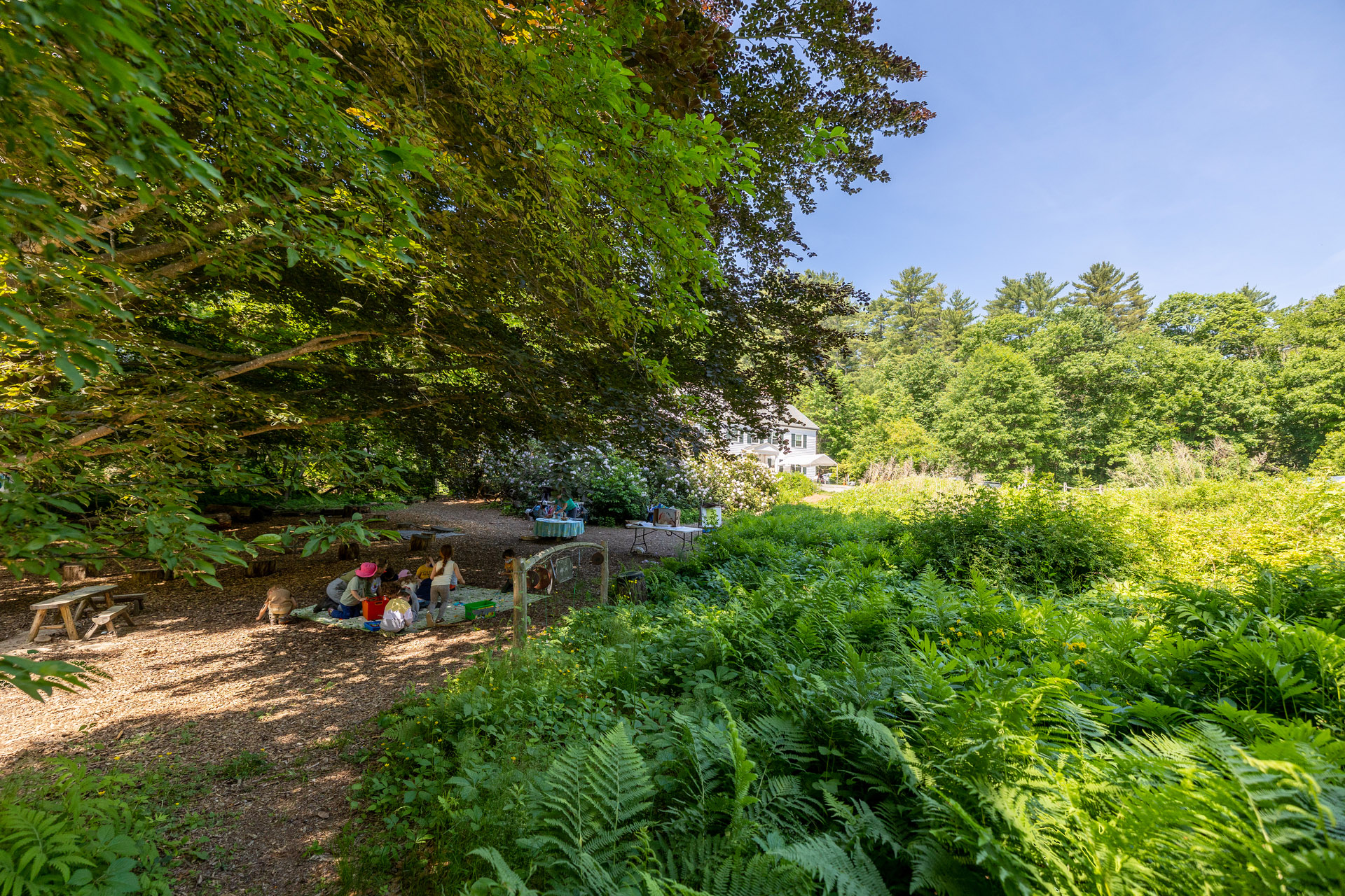 Children sit on a blanket under the tree canopy. The right side of their blanket off the path is covered in green ferns and vegetation.