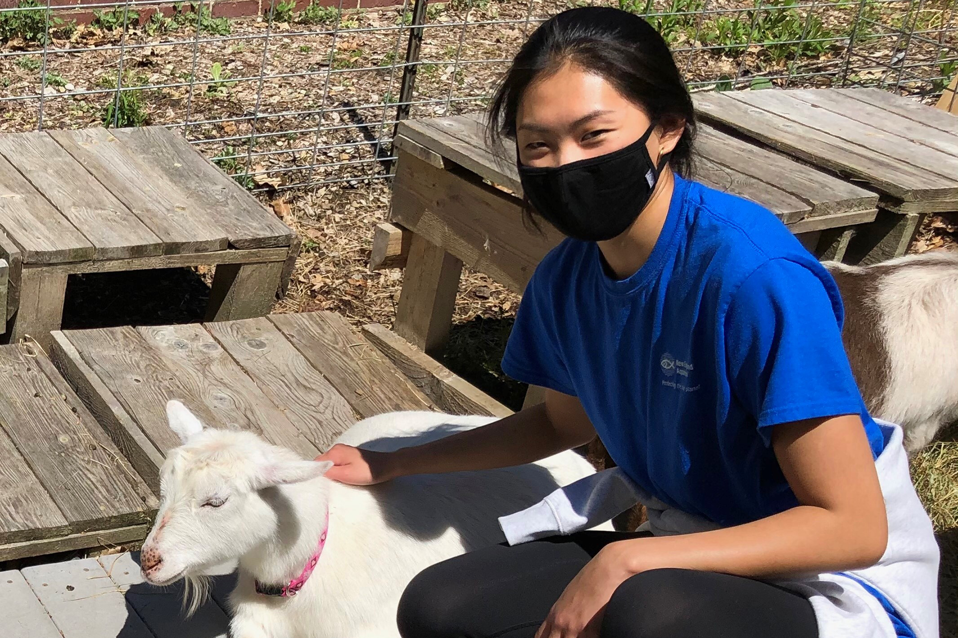Young girl with a blue shirt and black face mask, petting a goat.