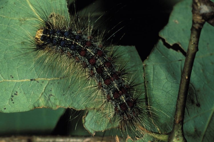 Fuzzy black caterpillar on leaf