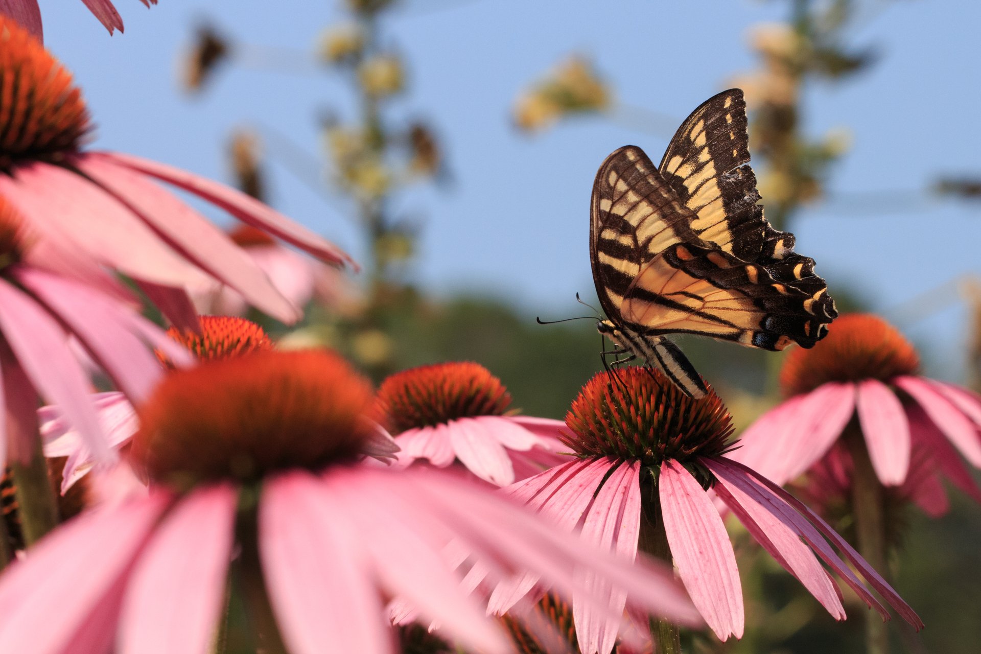 Swallowtail butterfly on coneflower