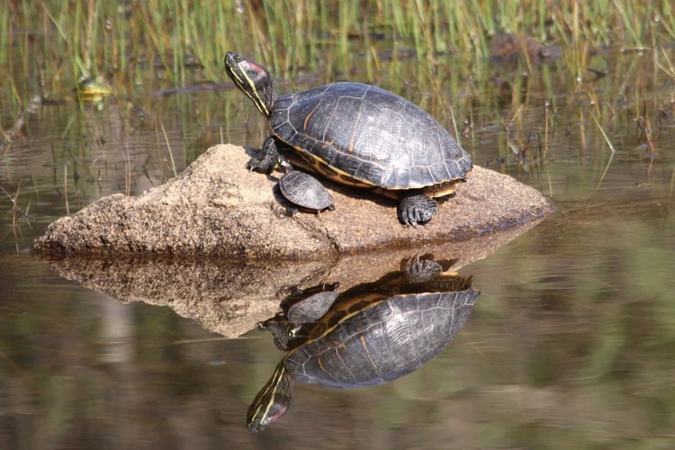 Red-eared Slider and baby on rock in water