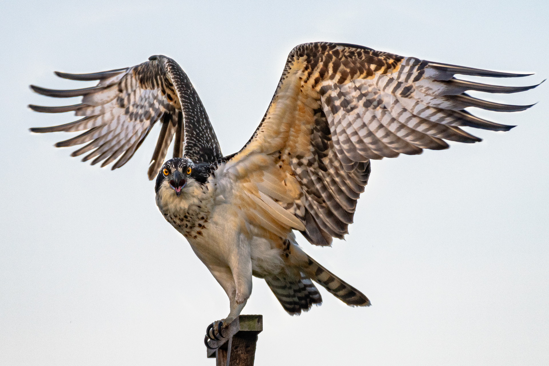 Osprey perched on ledge with wings expanded