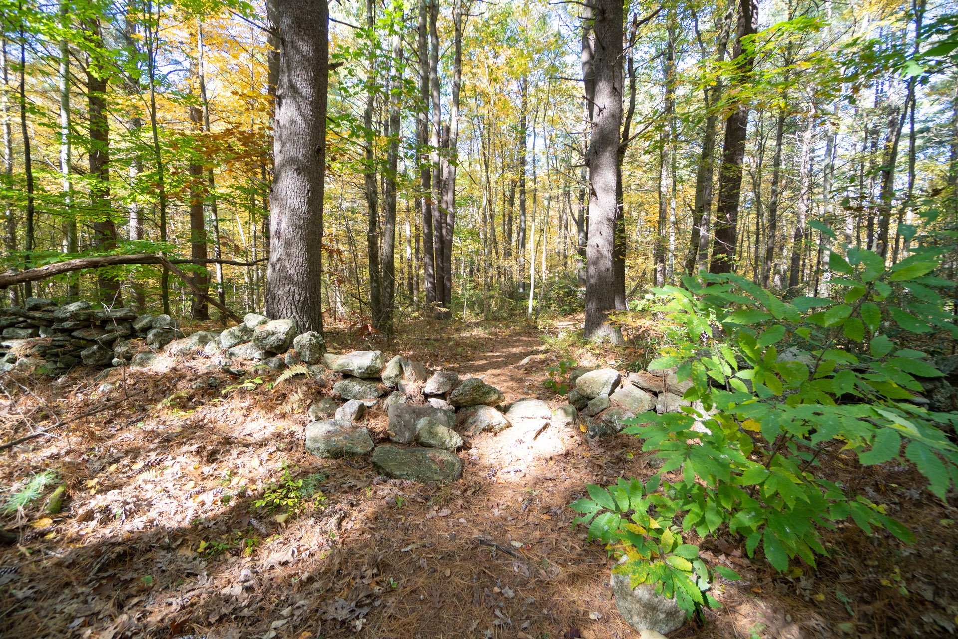 Crumbling rock wall in forest.