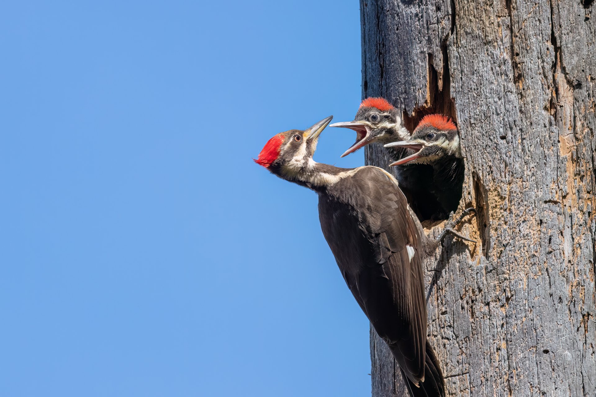 Pileated woodpecker bringing food to babies in tree