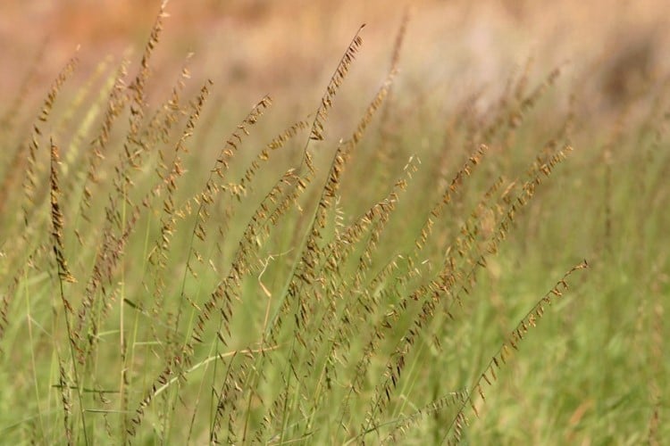 Grasses in field
