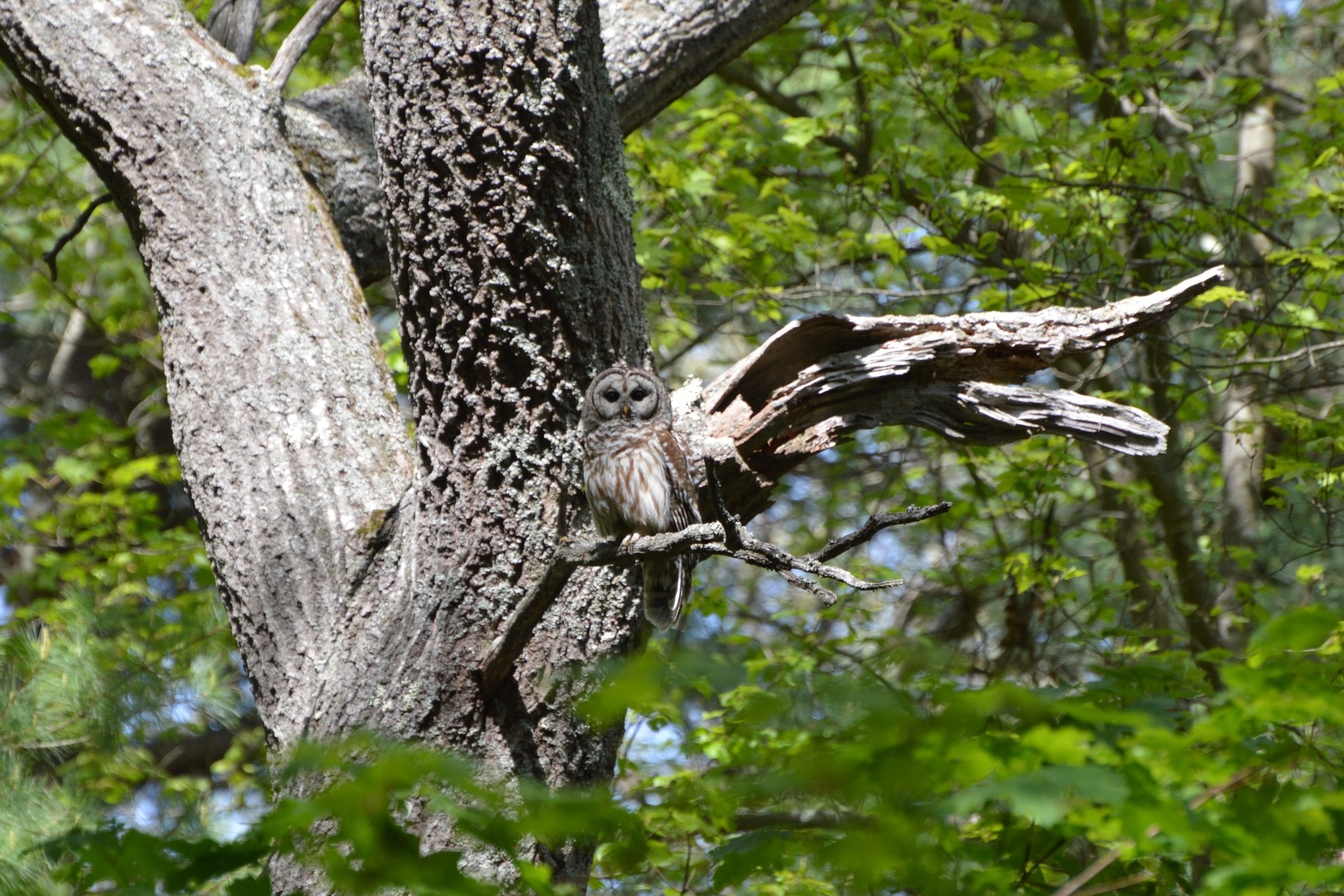 Barred owl in a tree