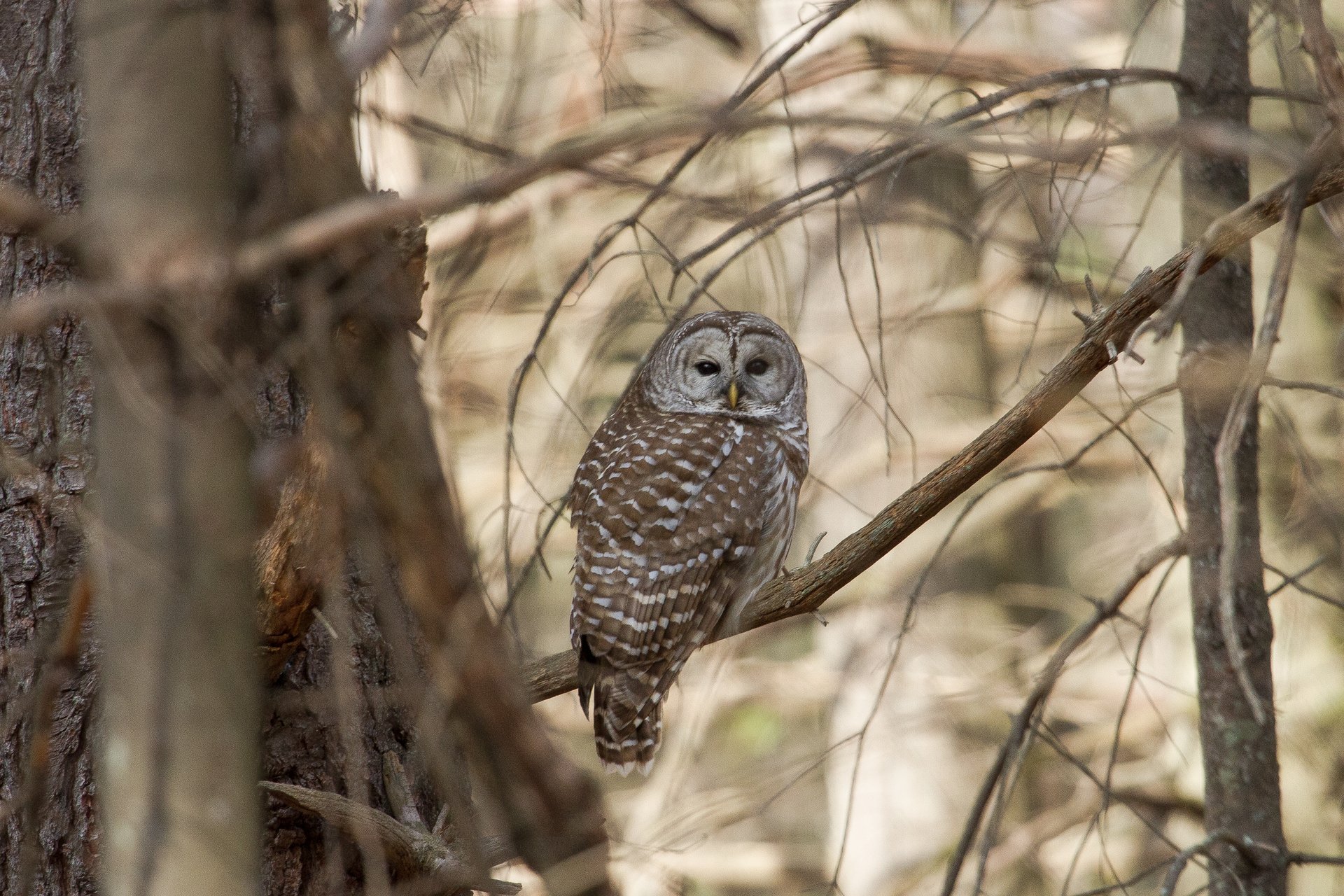 Barred Owl in a Tree