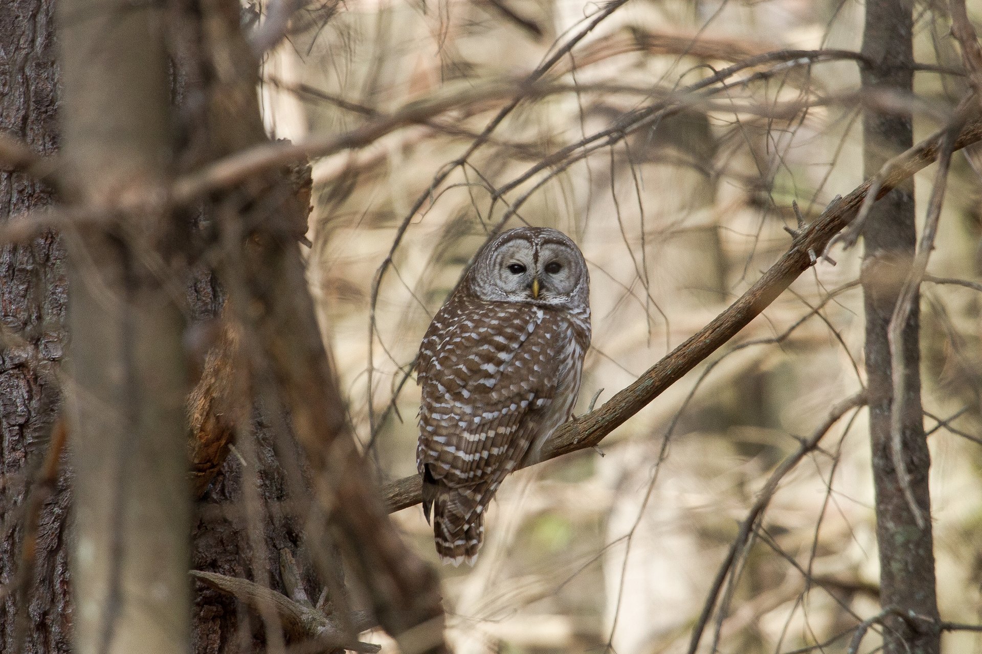 Owls