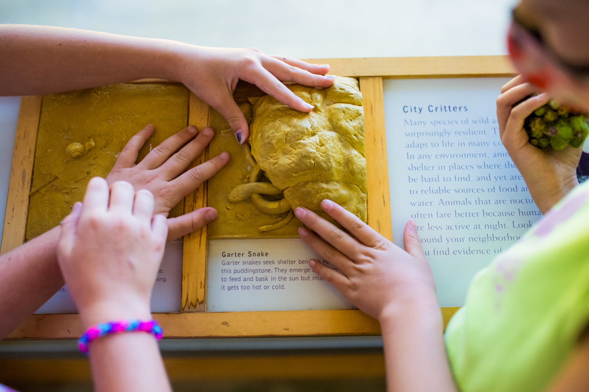 Campers at Boston Nature Center Camp touch a raised, tactile display depicting a garter snake under a rock