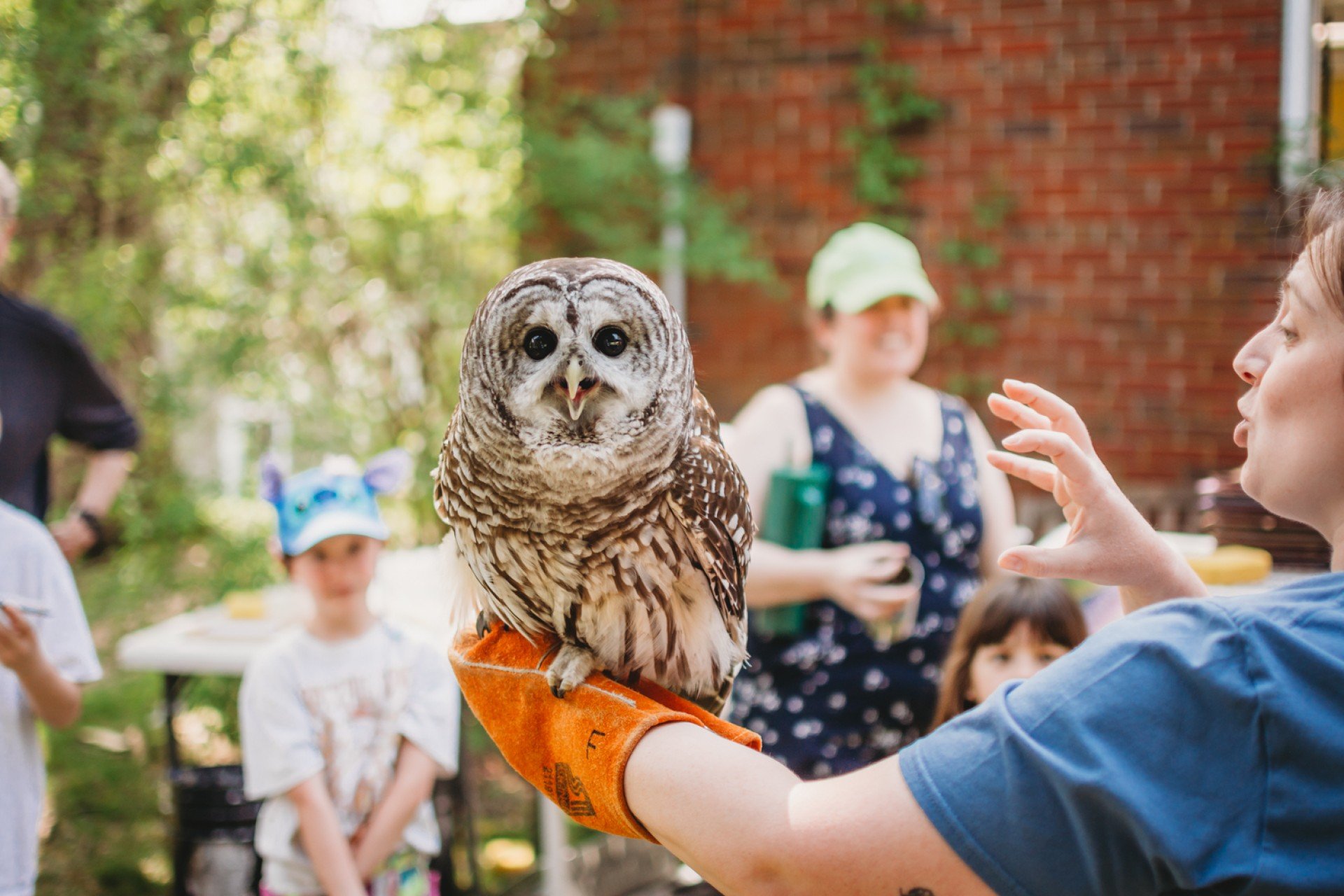 Barred owl on educators arm in front of crowd