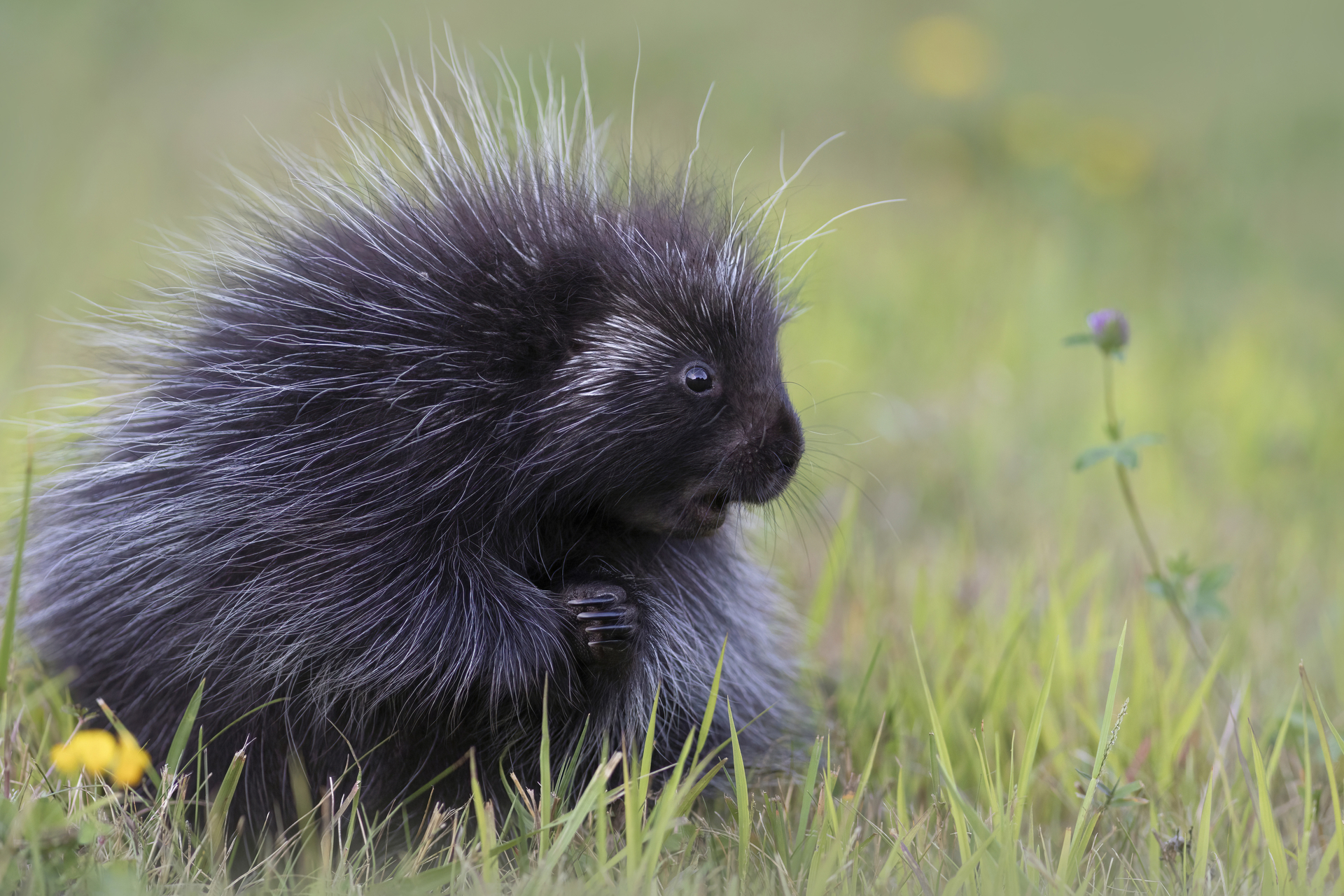 A porcupine on the grass holding its front two hands together.