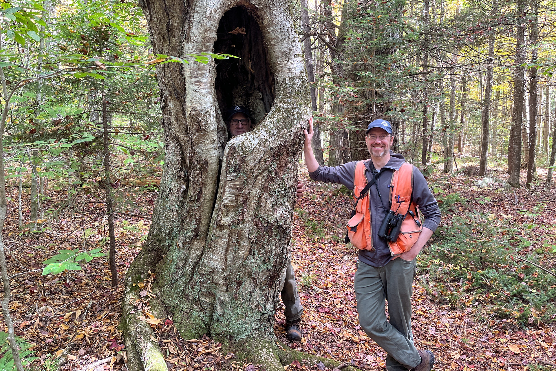Two Mass Audubon property staff posed leaning on and hiding in a large tree