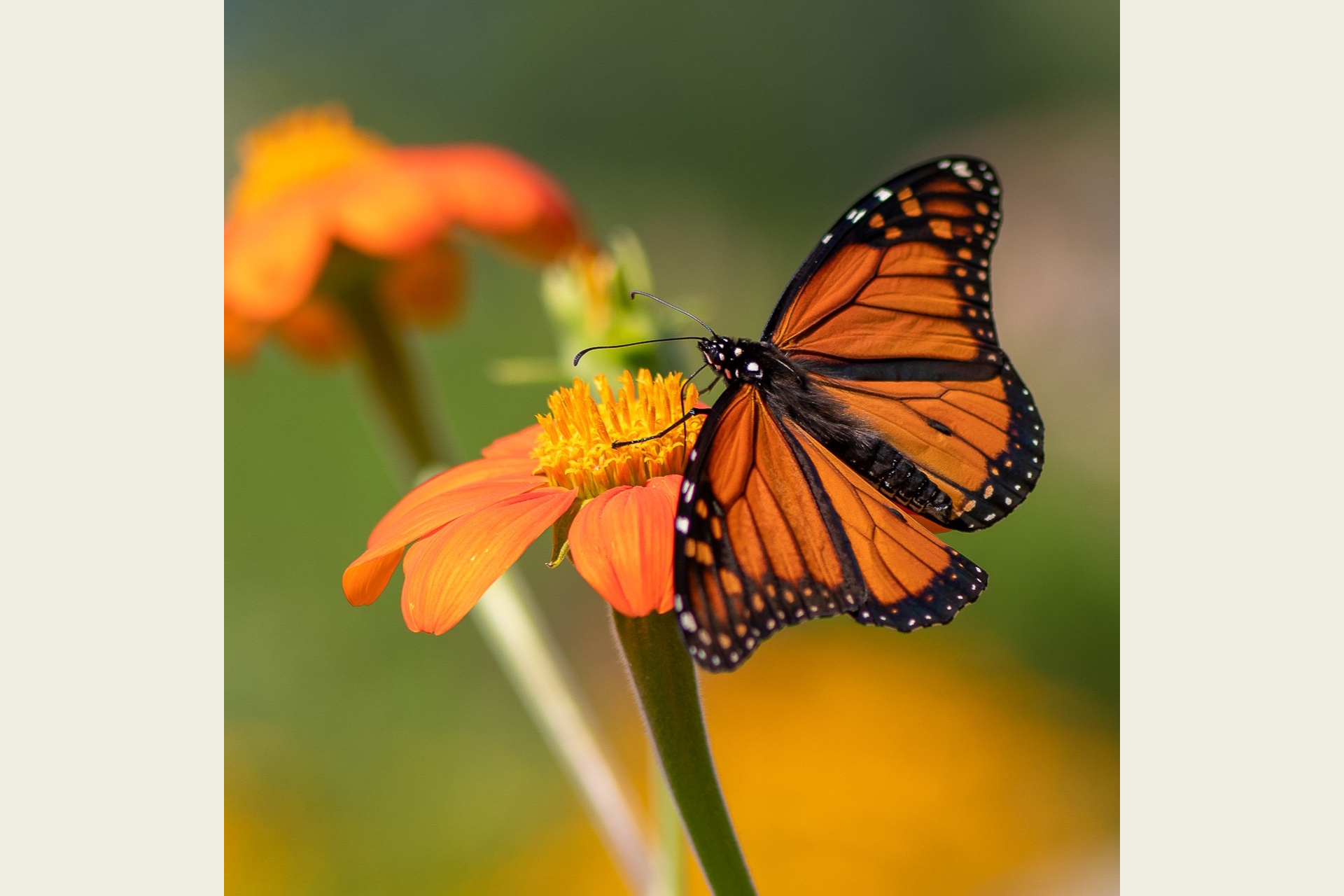 Photograph of a Monarch butterfly on a flower