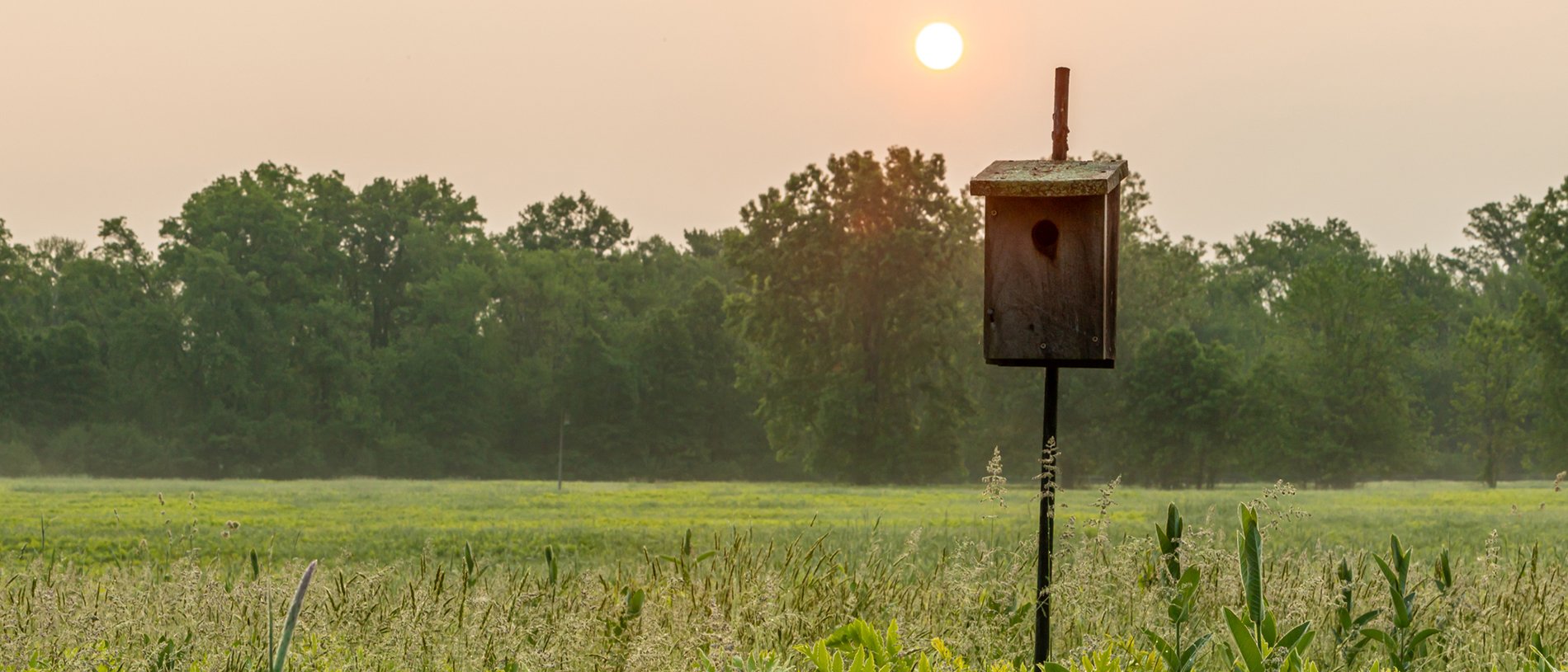 Meadow at sunset with Nest Box by Phil Doyle