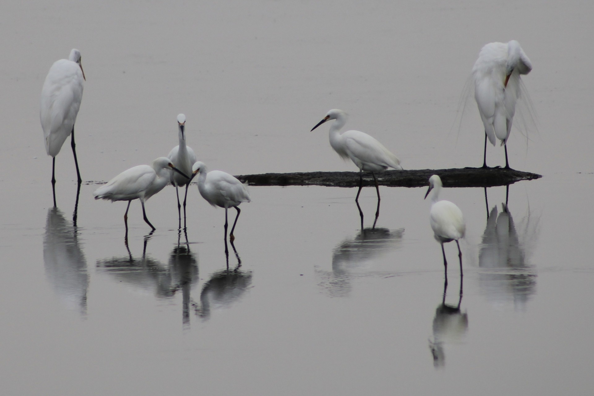 snowy egret flock