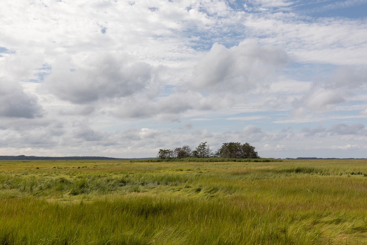 Salt marsh at Barnstable Great Marsh