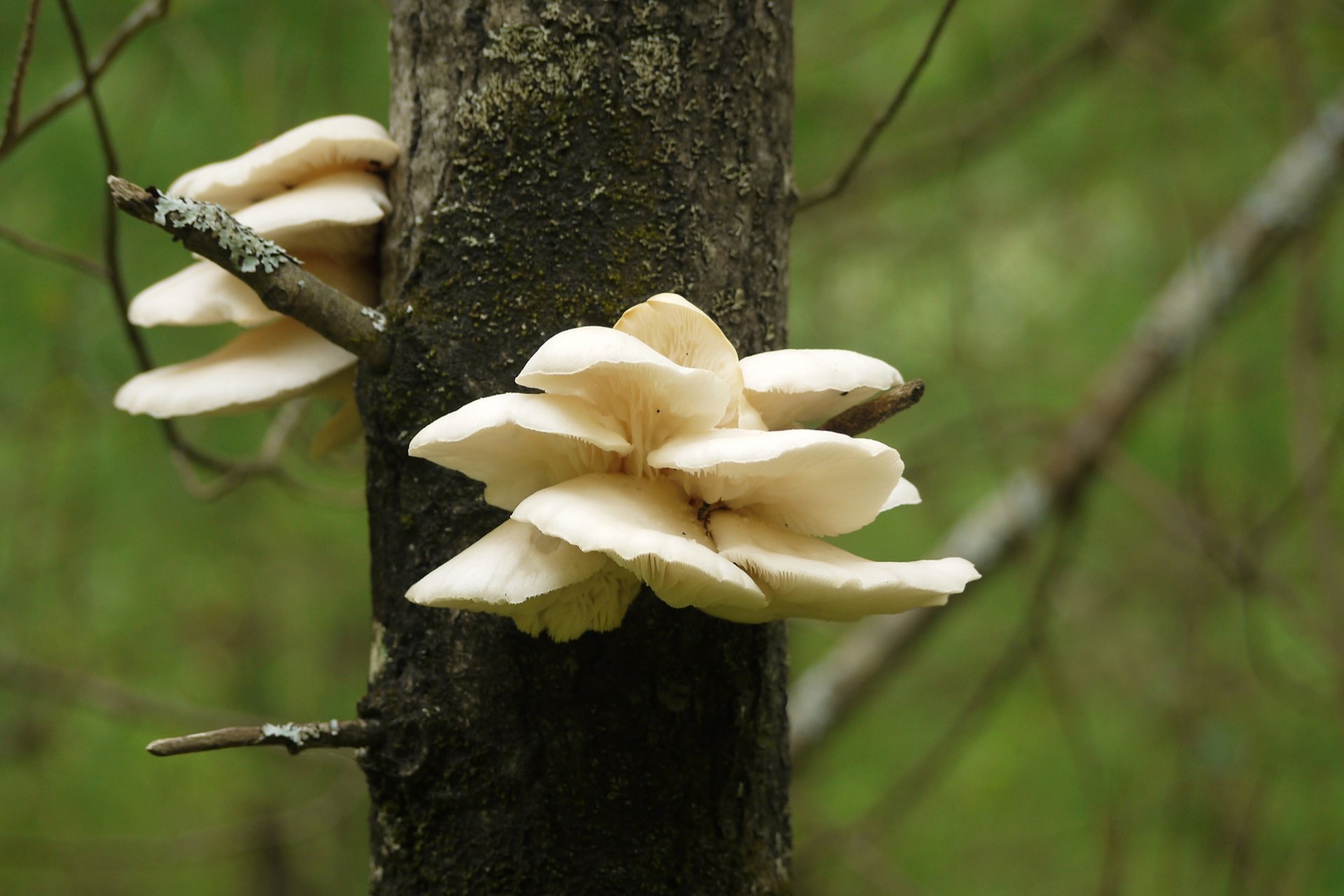 White mushroom growing on tree