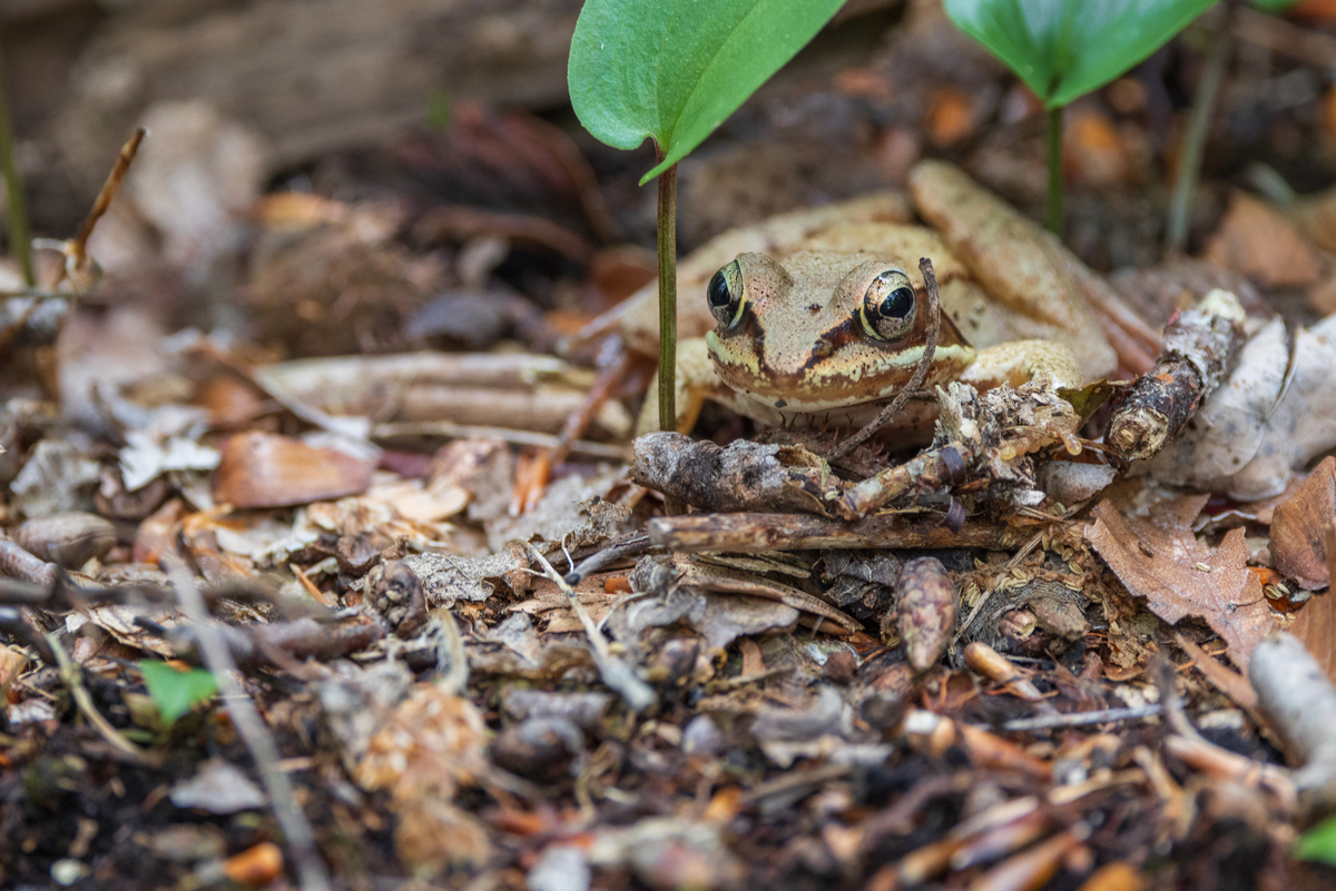 Ground eye view of a Wood Frog facing the camera.
