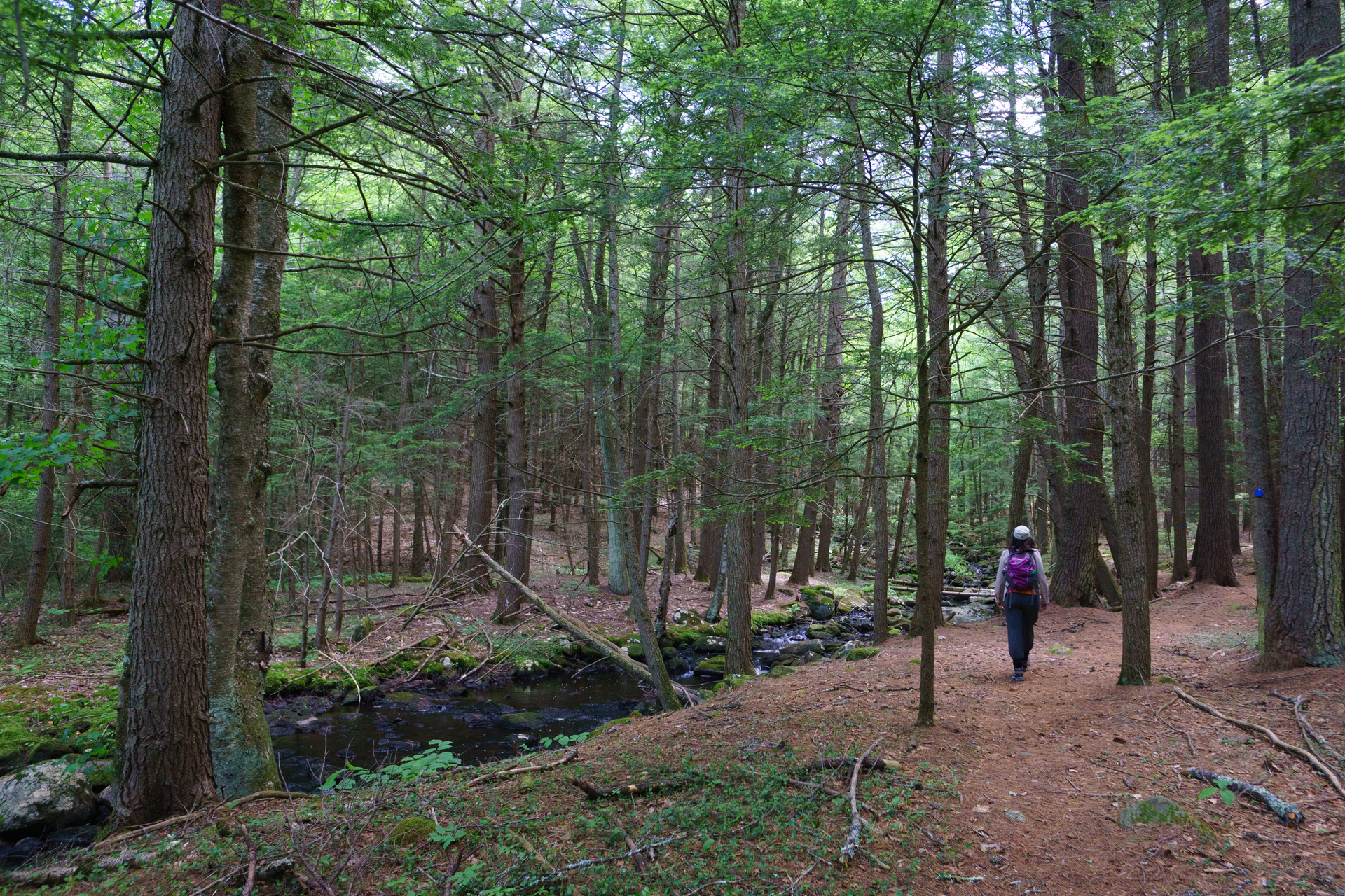 person walking on a trail through a forest