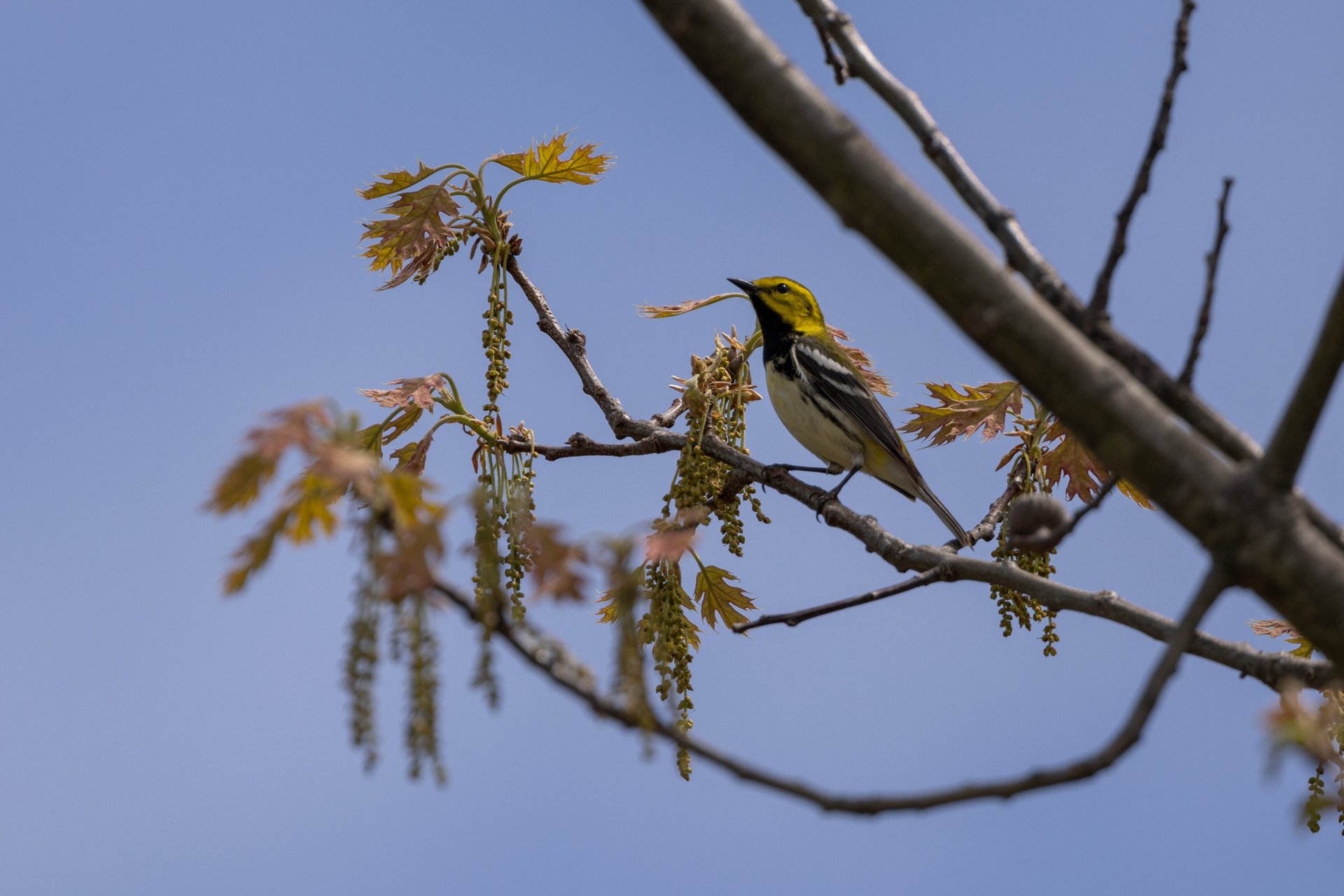 Yellow and black warbler perched in tree branch