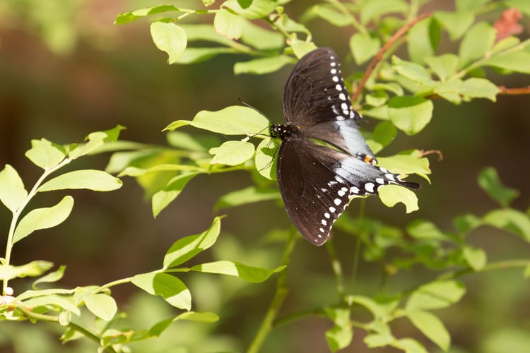 Black and blue butterfly on a leaf.