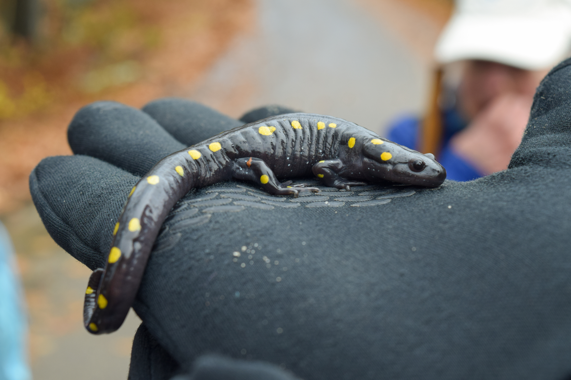 spotted salamander on gloved hand