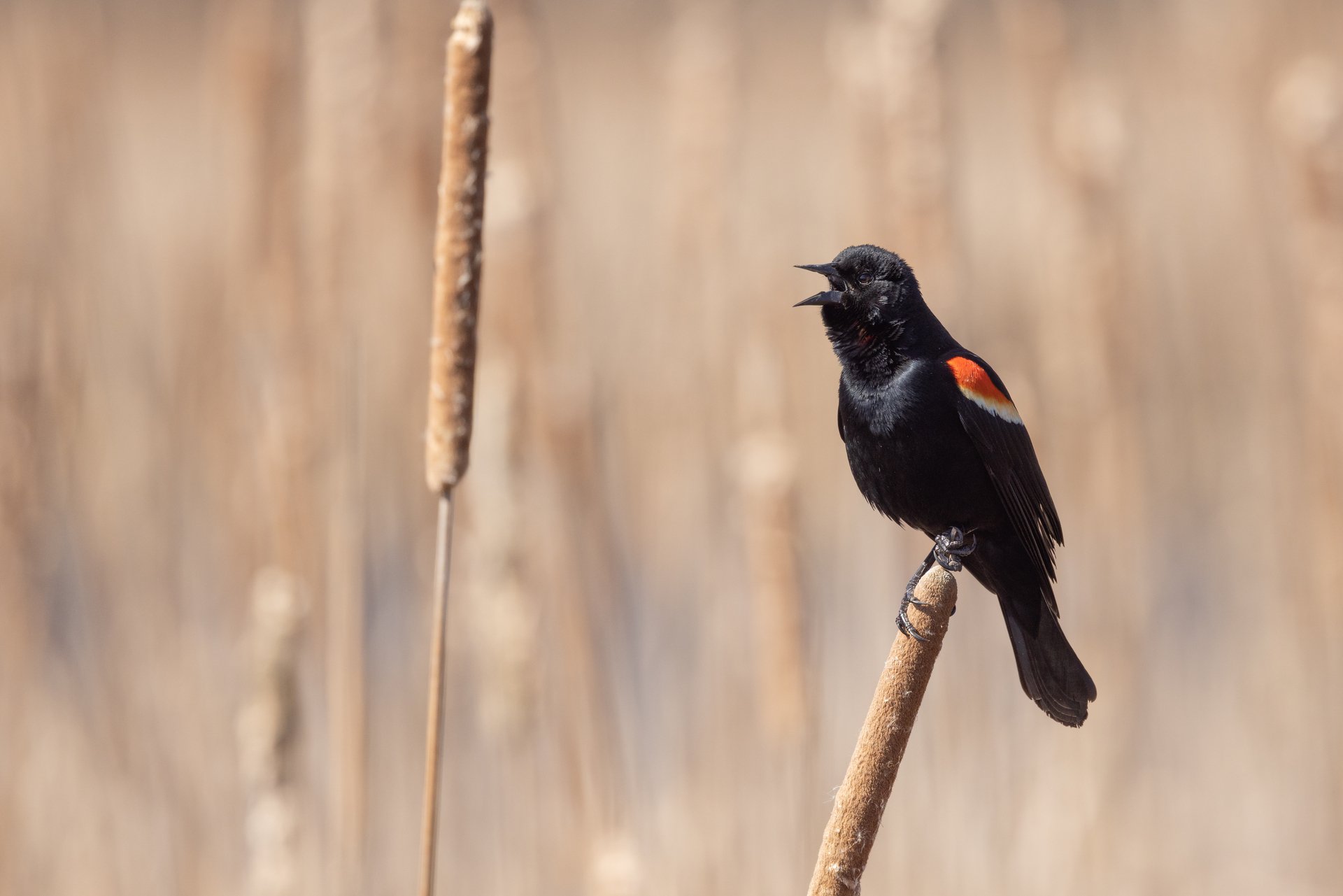 Red-winged blackbird on reed