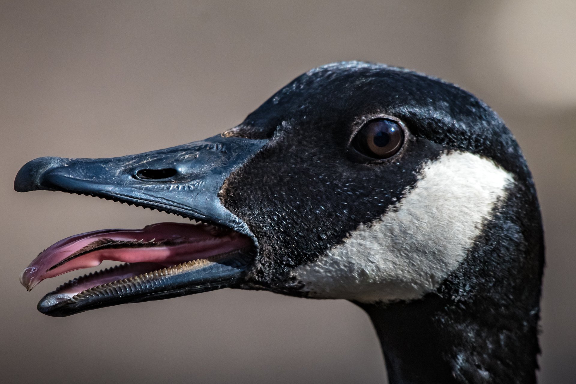 Close up of face of canada goose