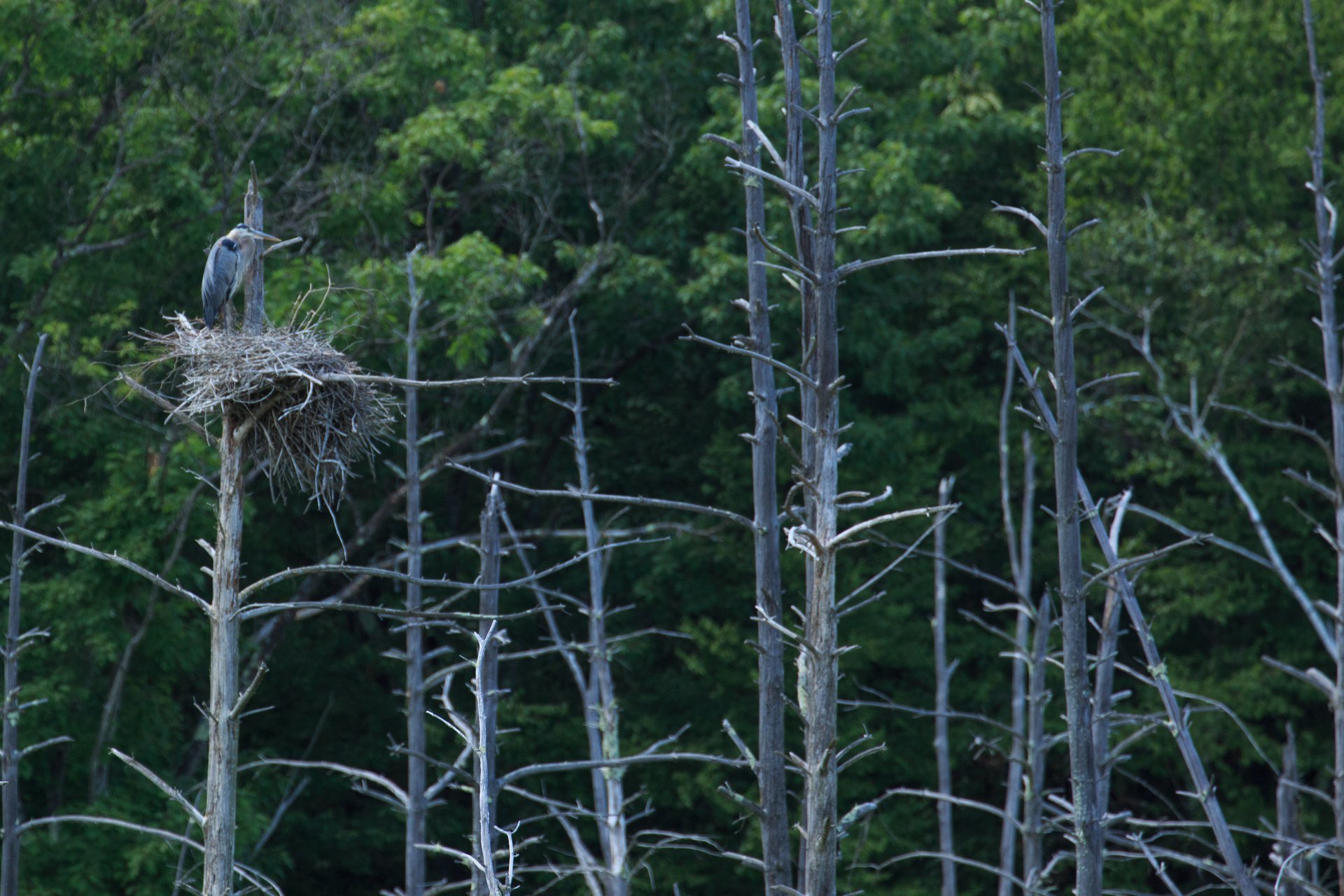 Great Blue Heron standing in a large nest on a dead tree. Numerous dead trees surround the bird's nest and lush green trees in the background.