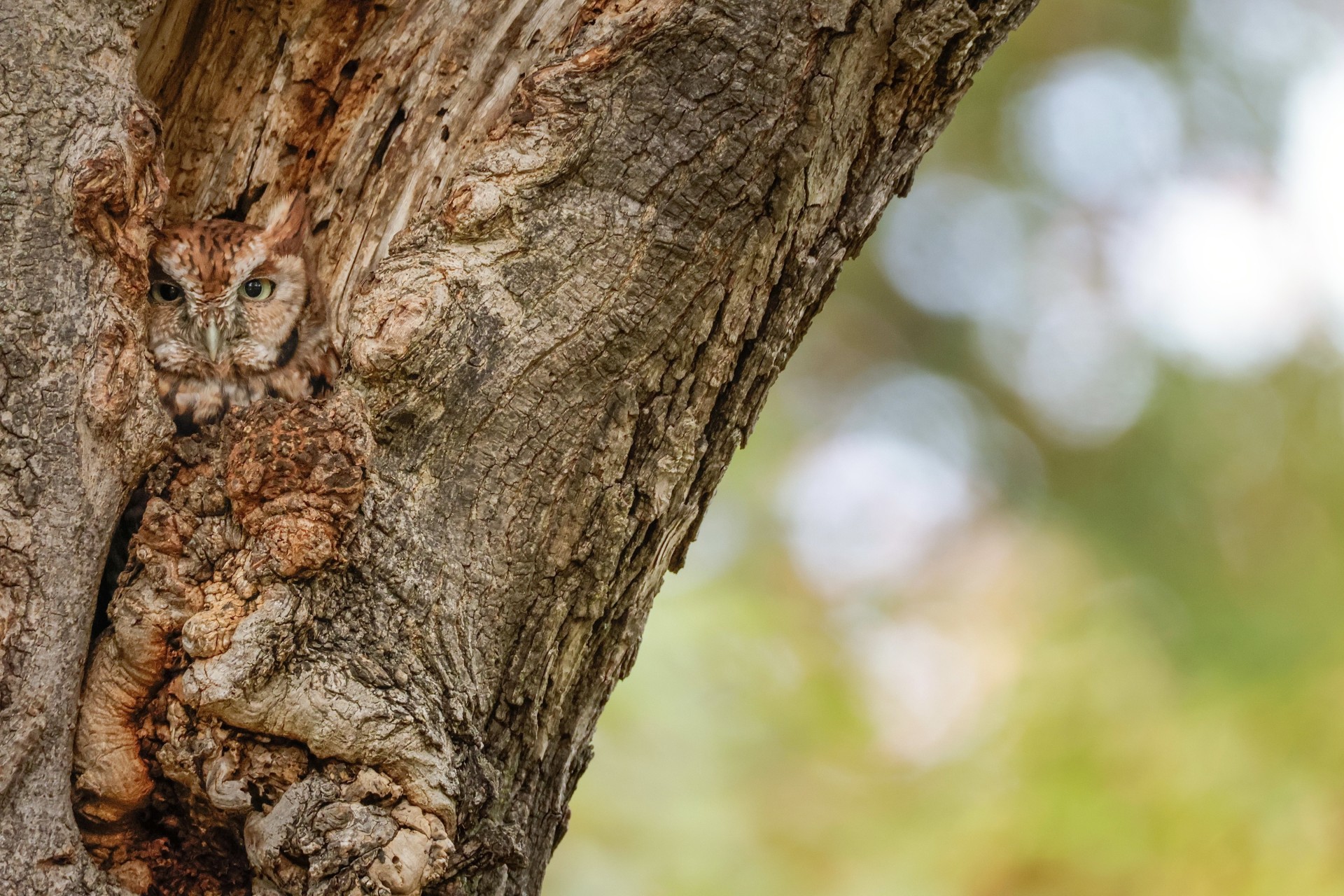 Eastern Screech Owl Camouflaged in tree bark