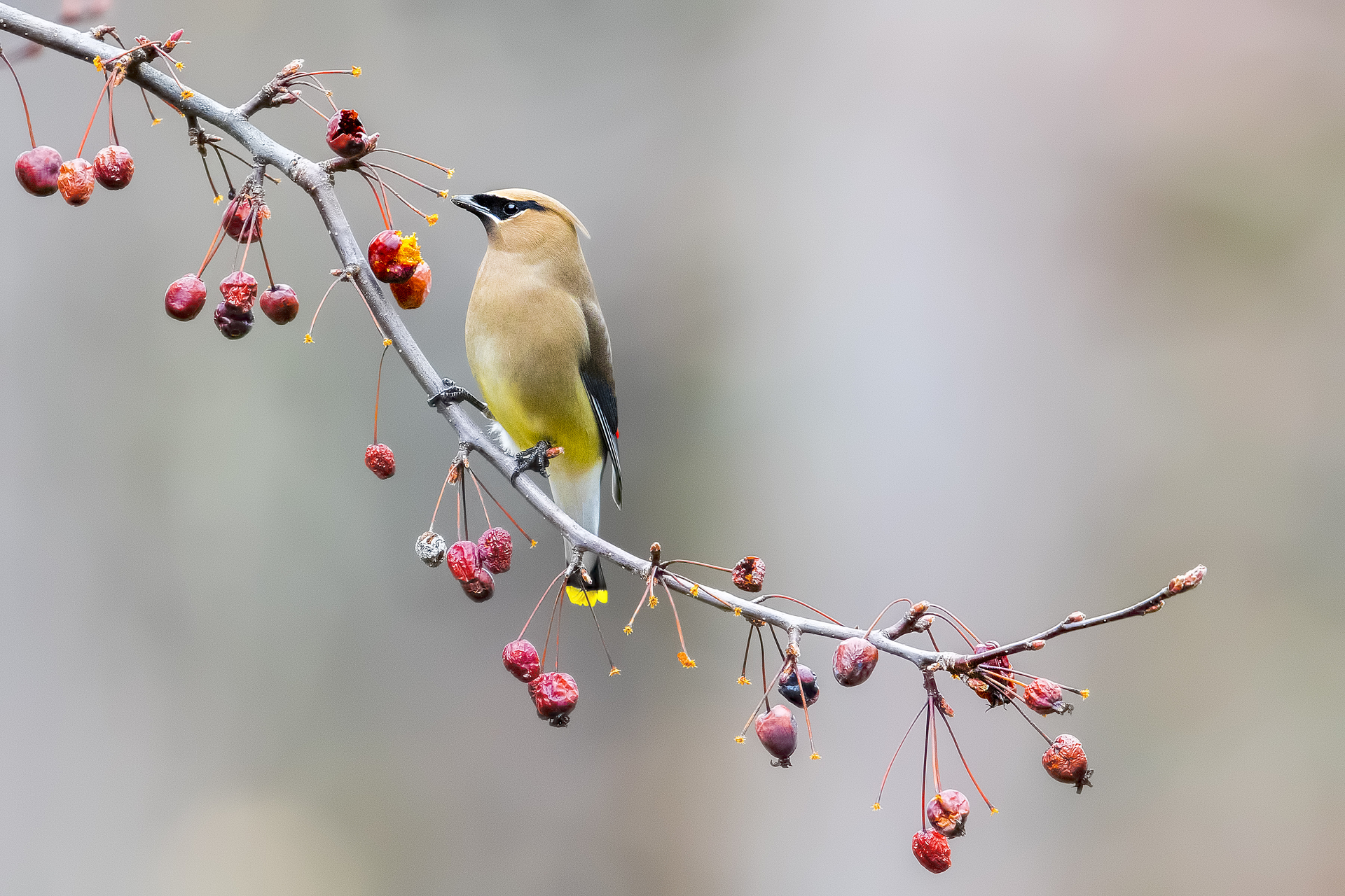 Cedar Waxwing on branch with dried berries