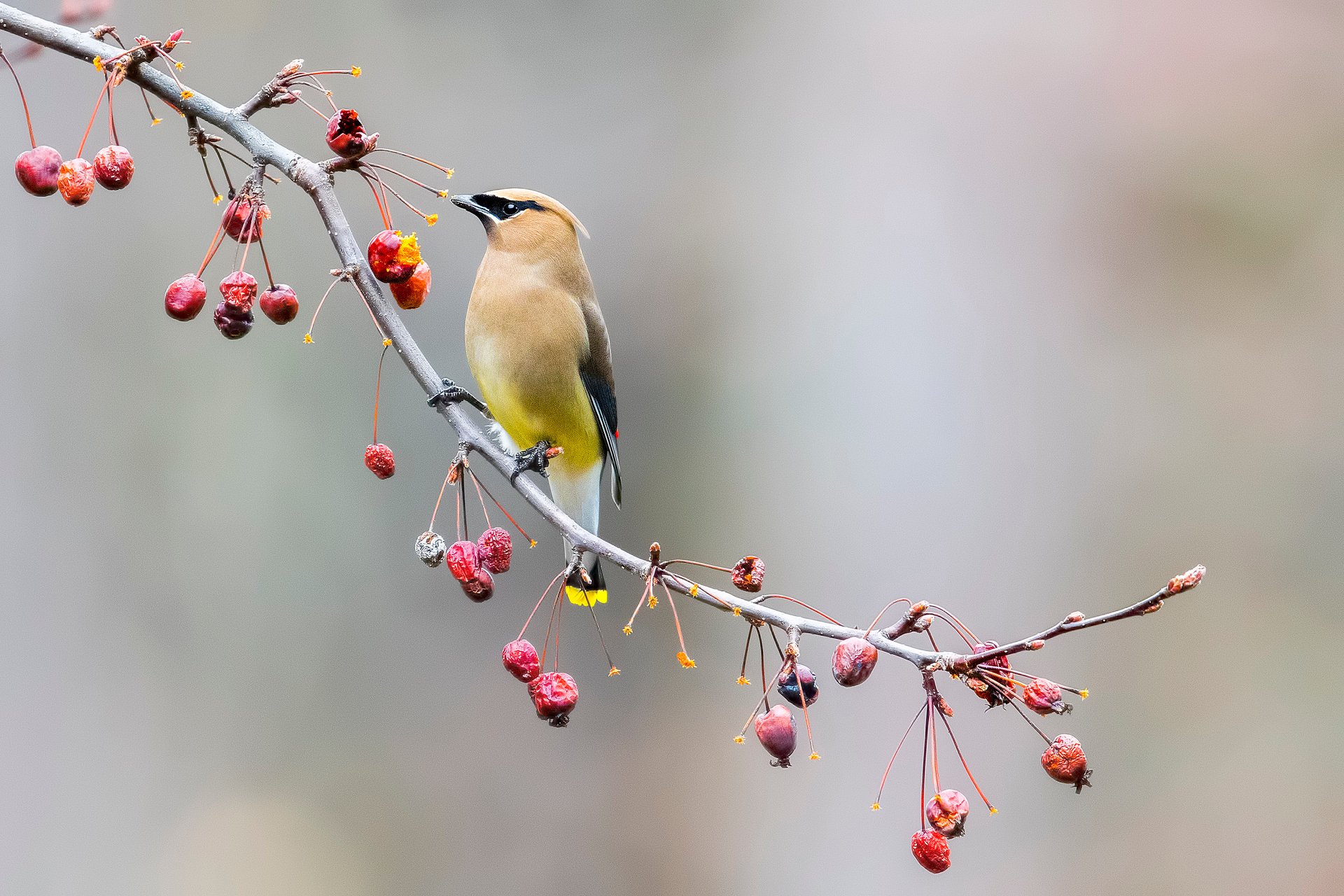 Cedar Waxwing on branch with dried berries