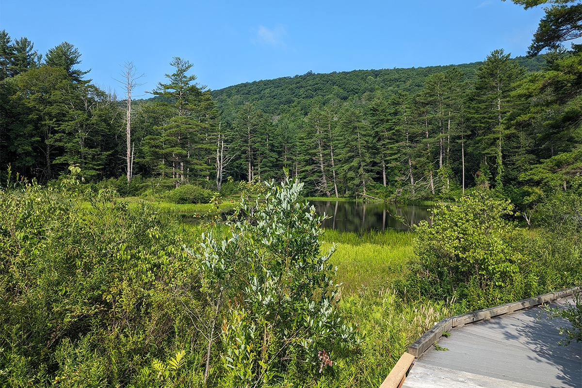 A boardwalk curves around a pond and green forest.