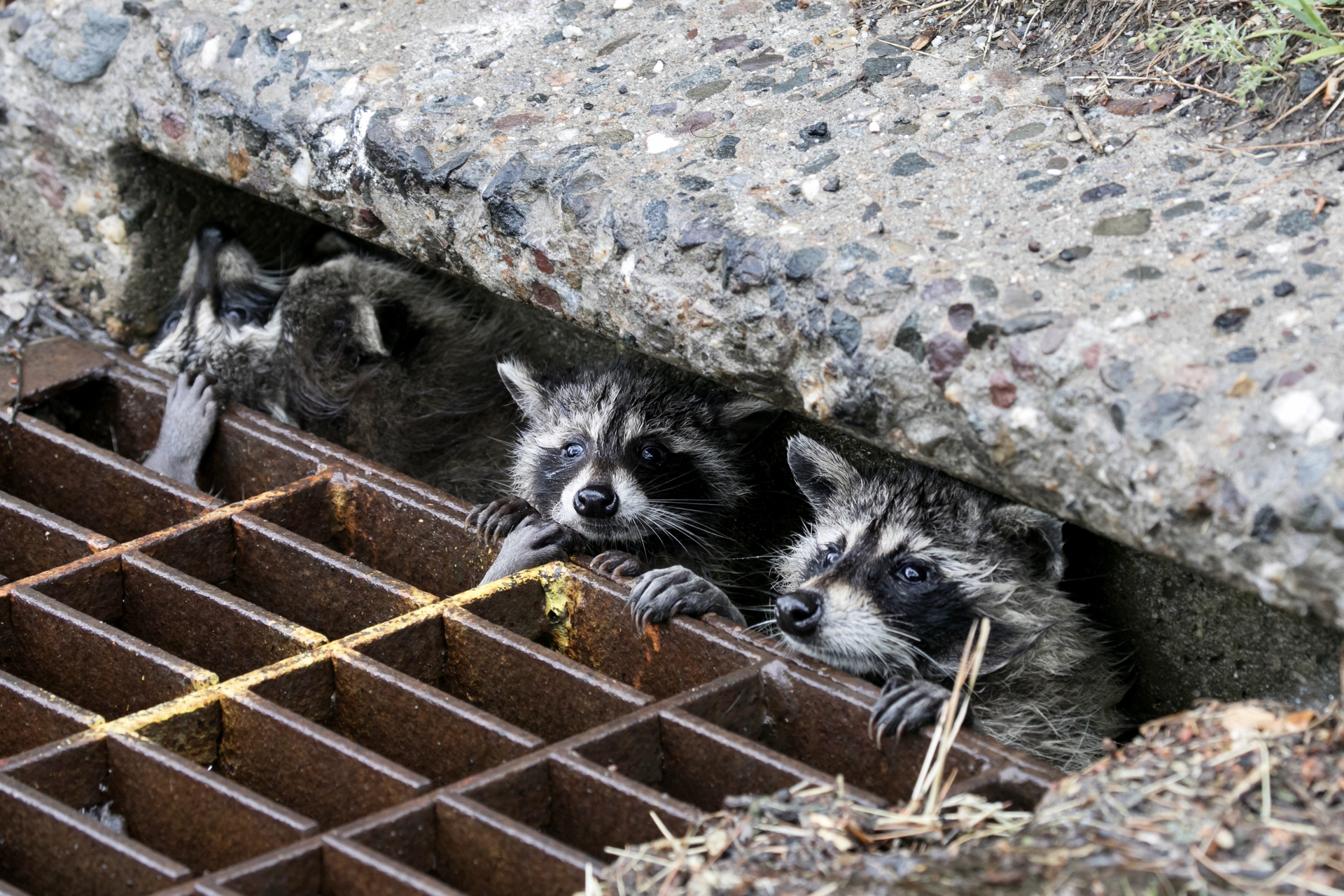 Four raccoons in a street gutter, handing onto the metal crate with their heads peaking out.