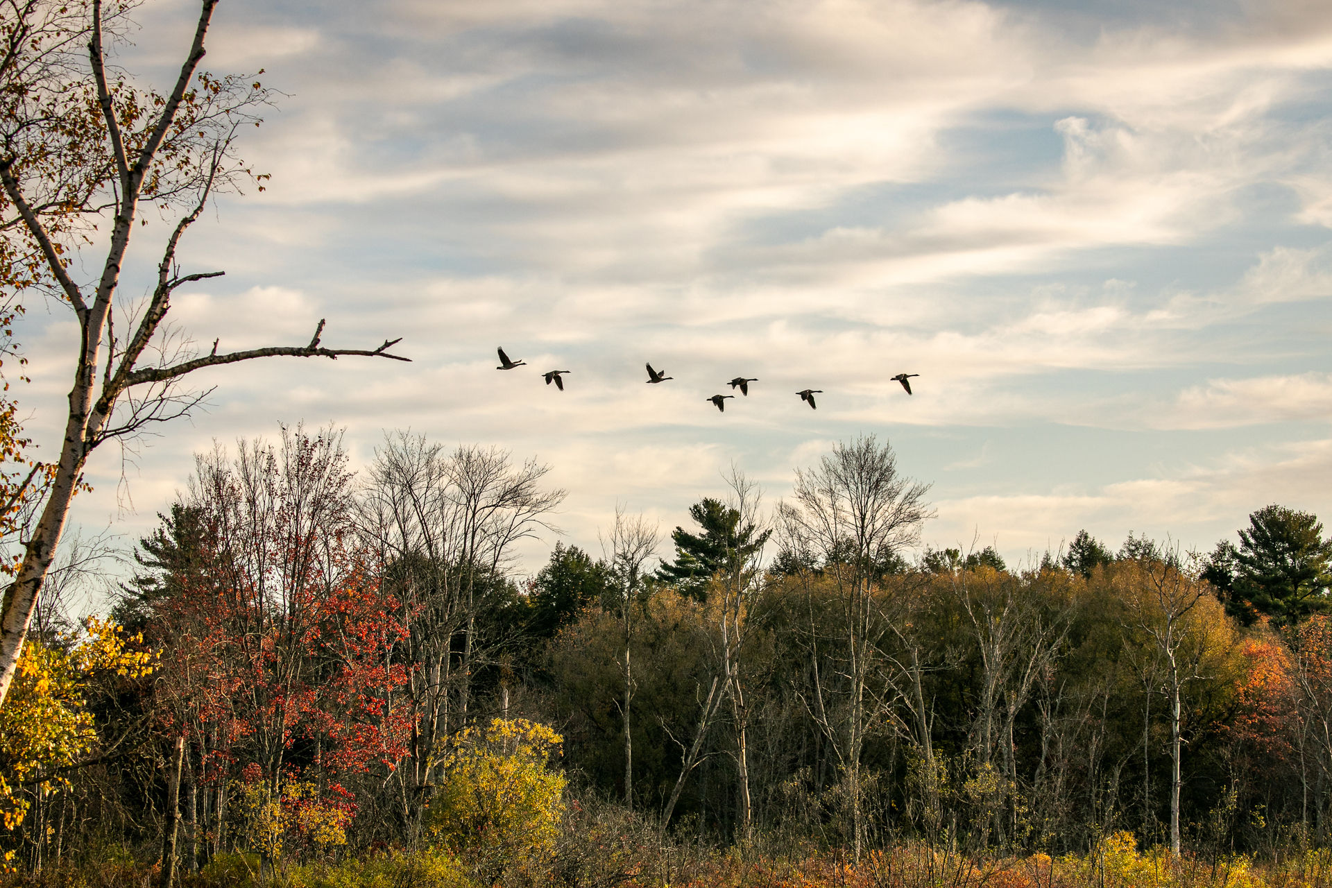 Geese flying in a cloudy sky, above red, yellow, green, and bare trees.